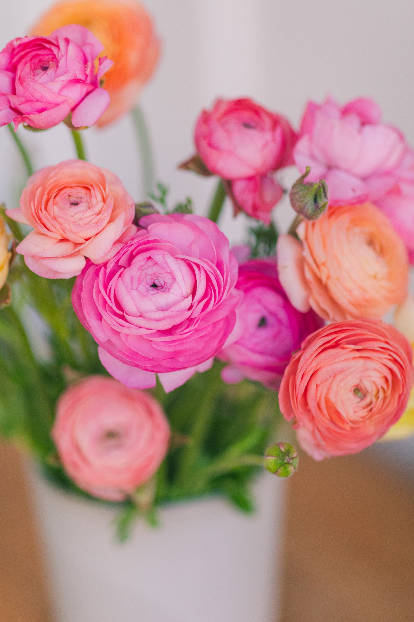 Ranunculus Amandine Pastel Mix