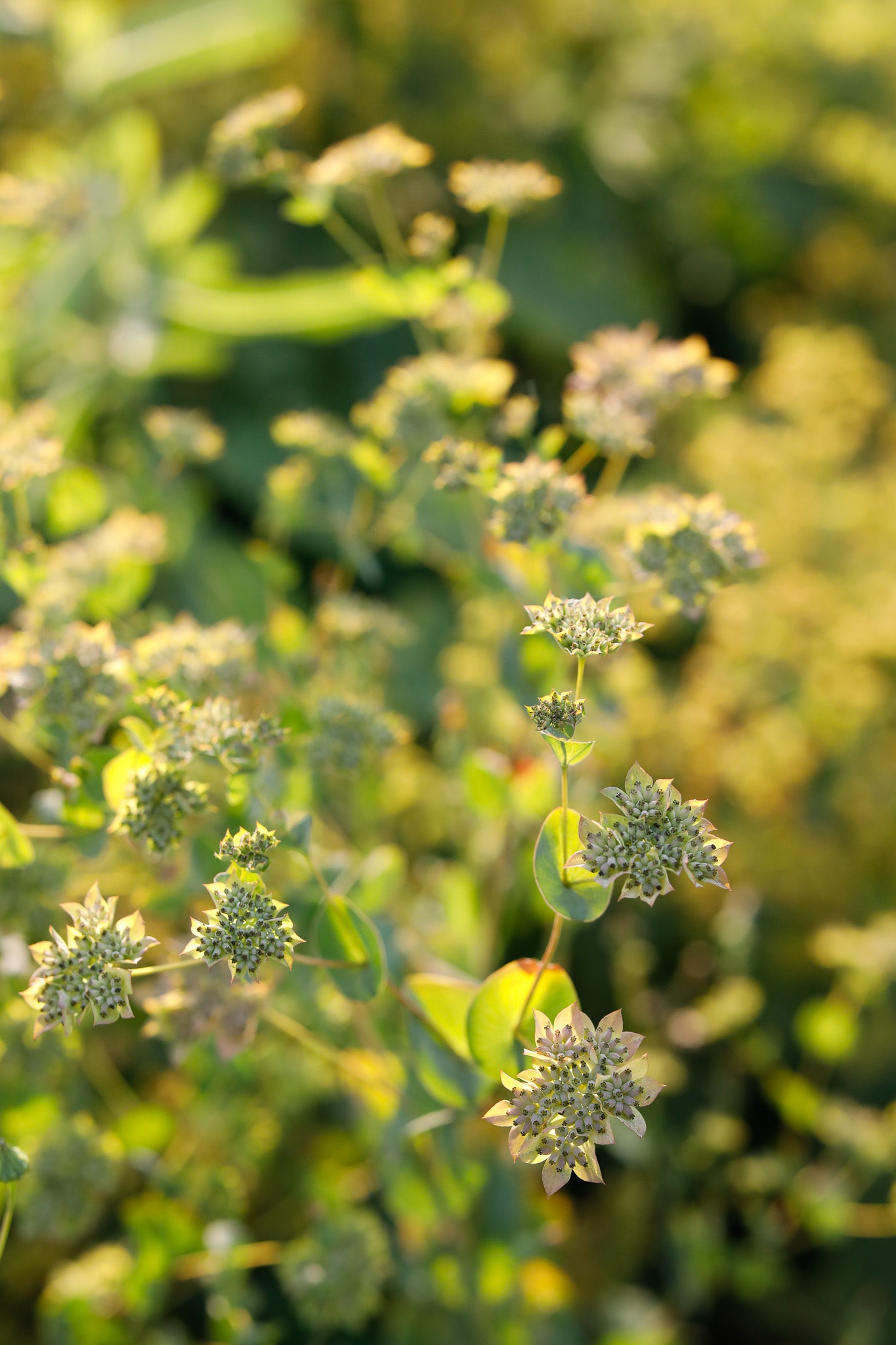 Bupleurum Green Gold