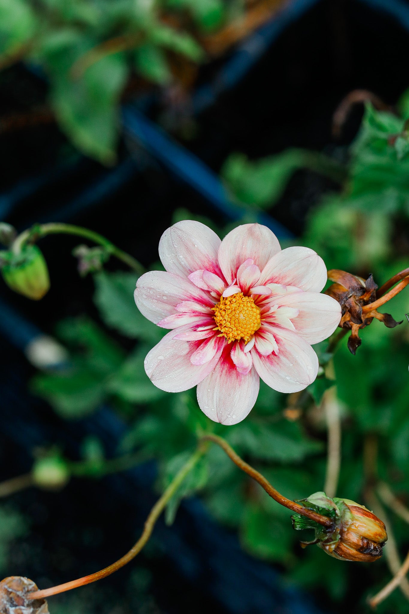 Dahlia Seeds Open Pollinated Mix