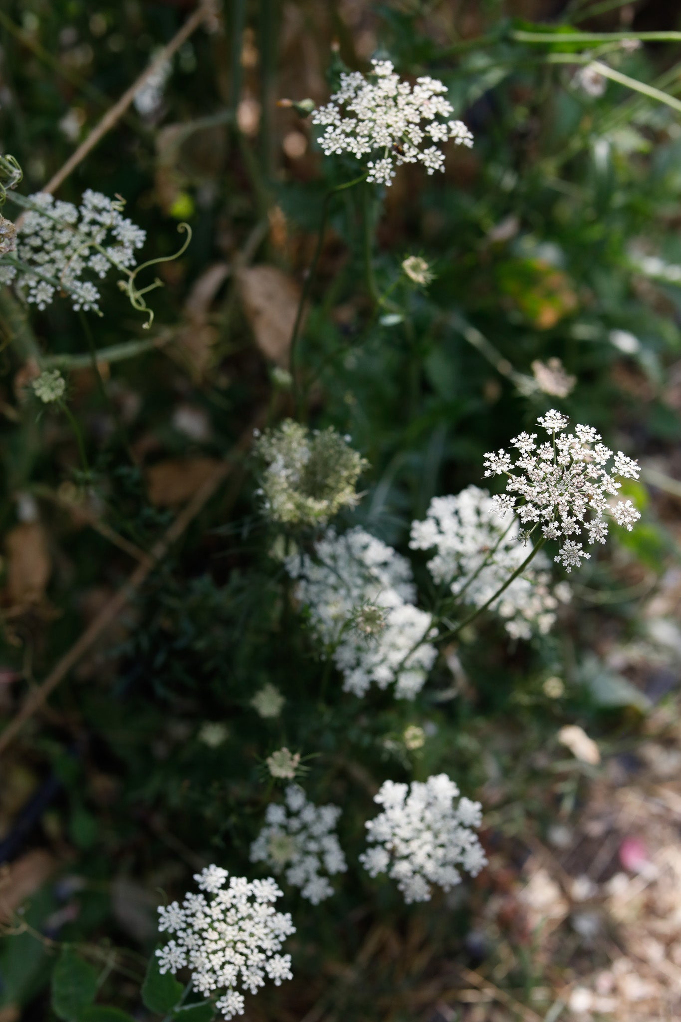 Ammi (Queen Anne's Lace) White