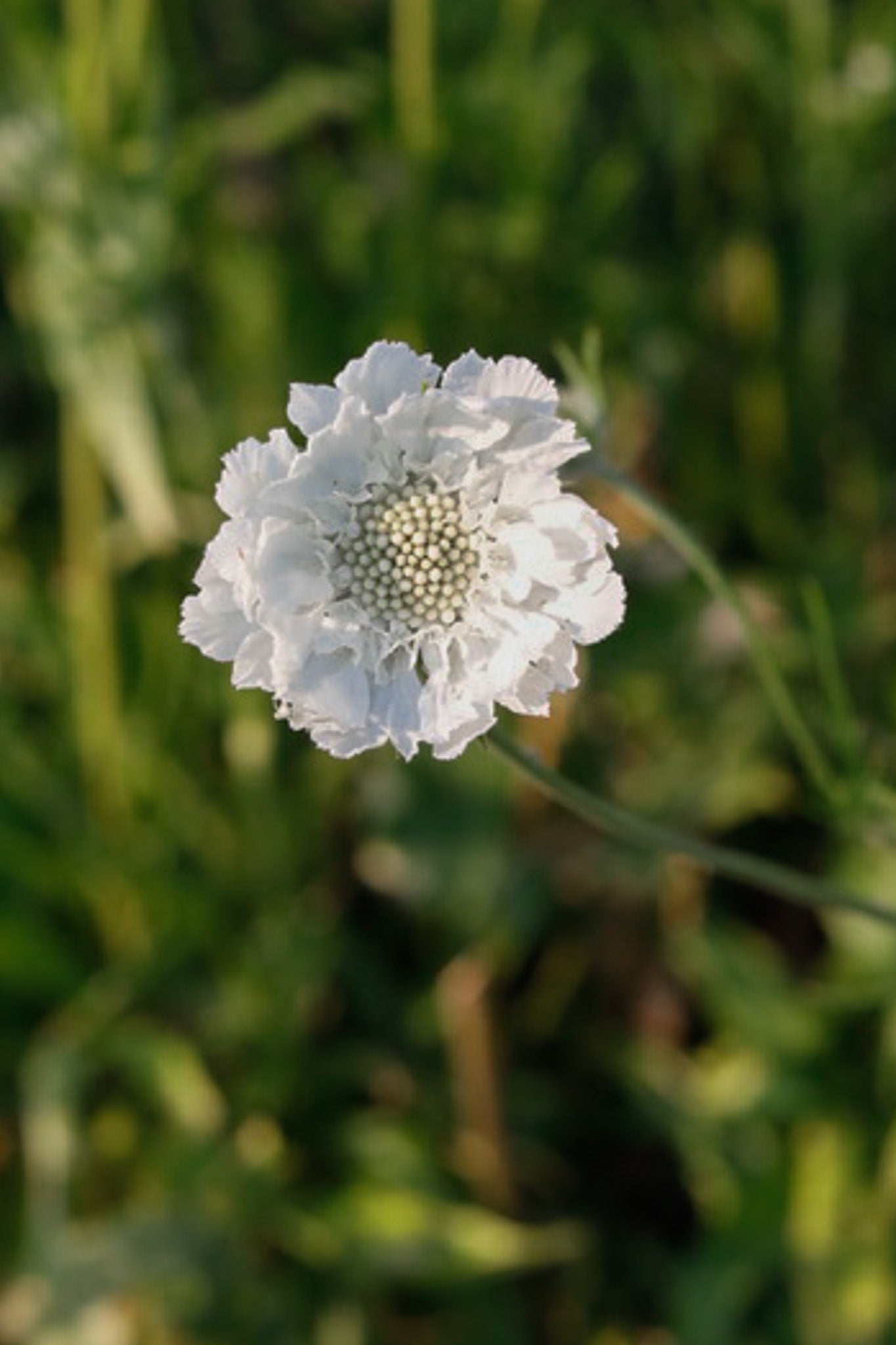 Scabiosa Fama White