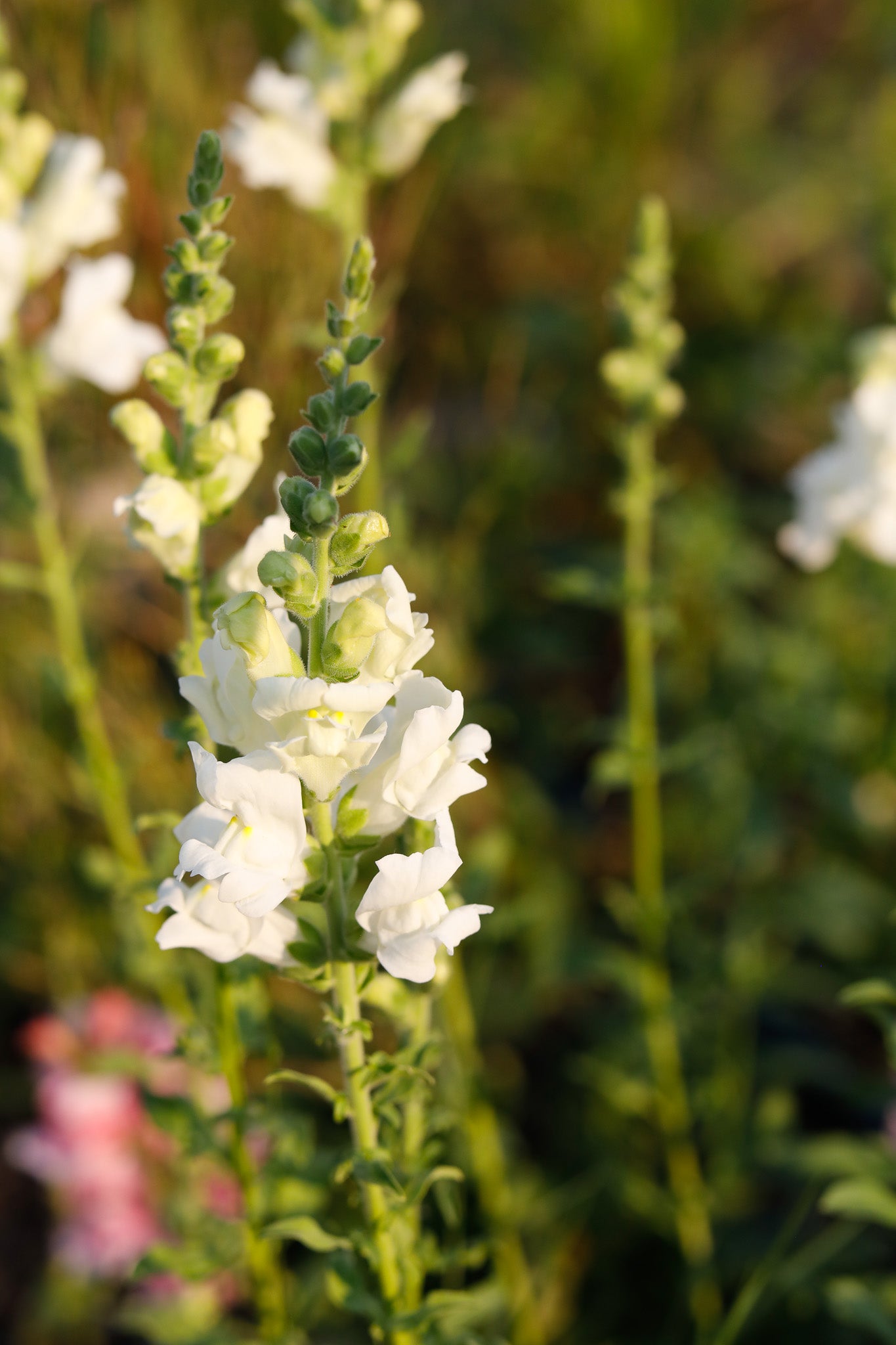 Snapdragon White