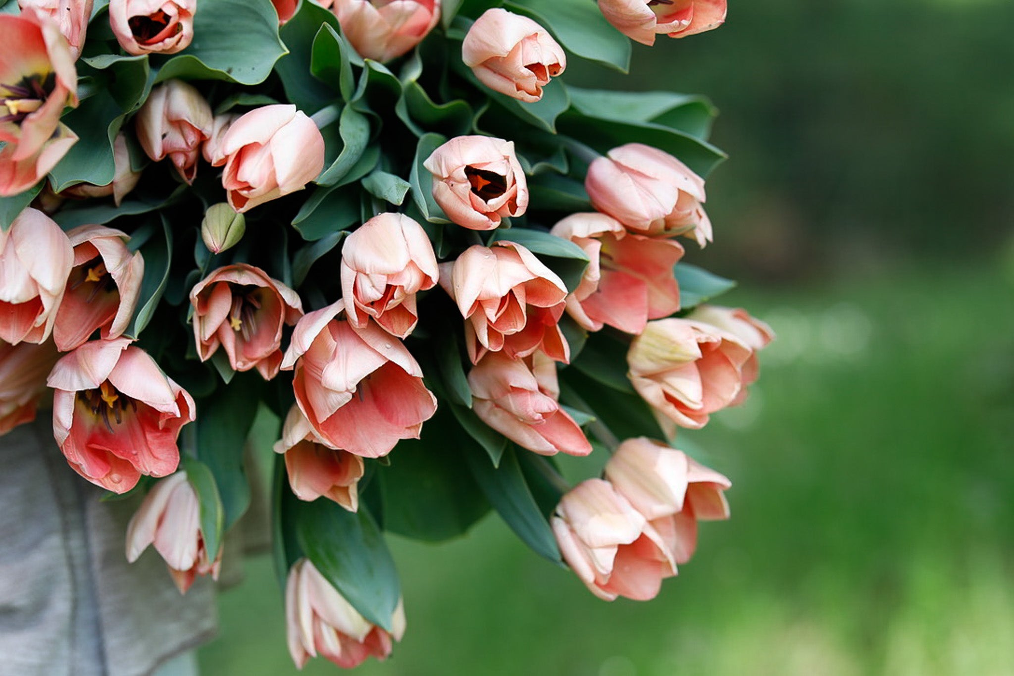 Tulip Triumph Apricona