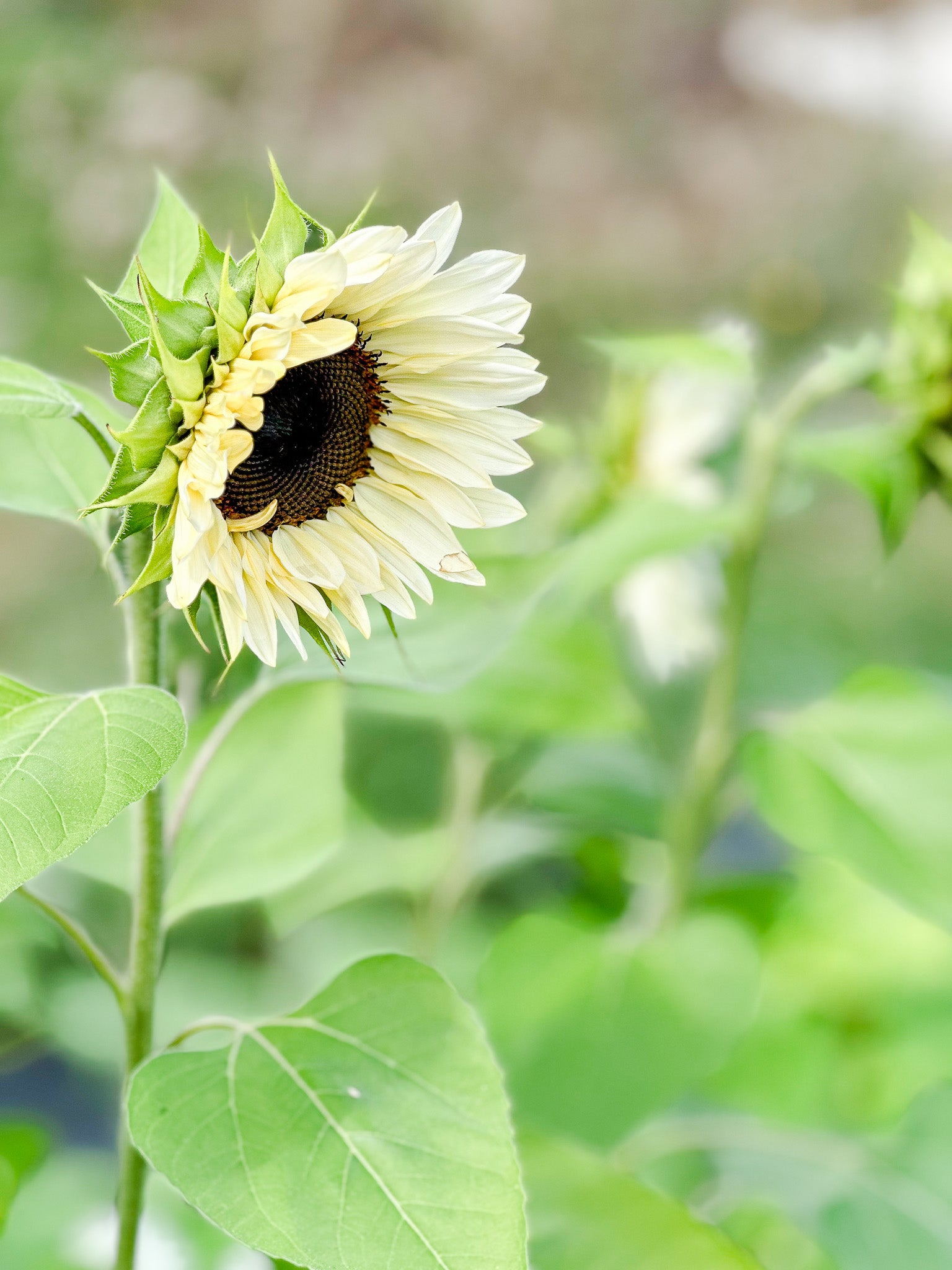 Sunflower Procut White Nite