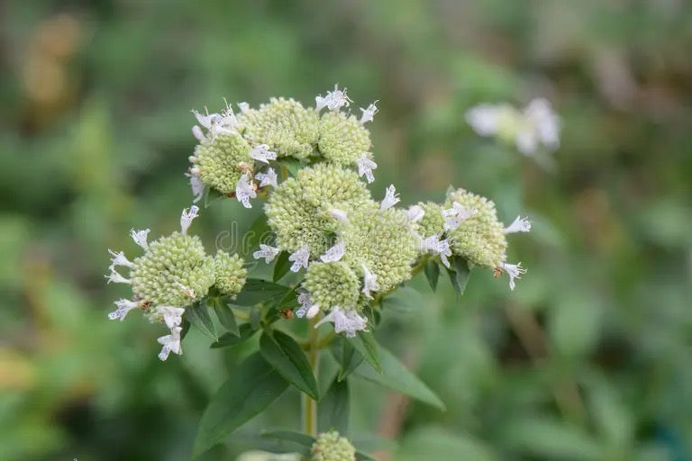 Mountain Mint