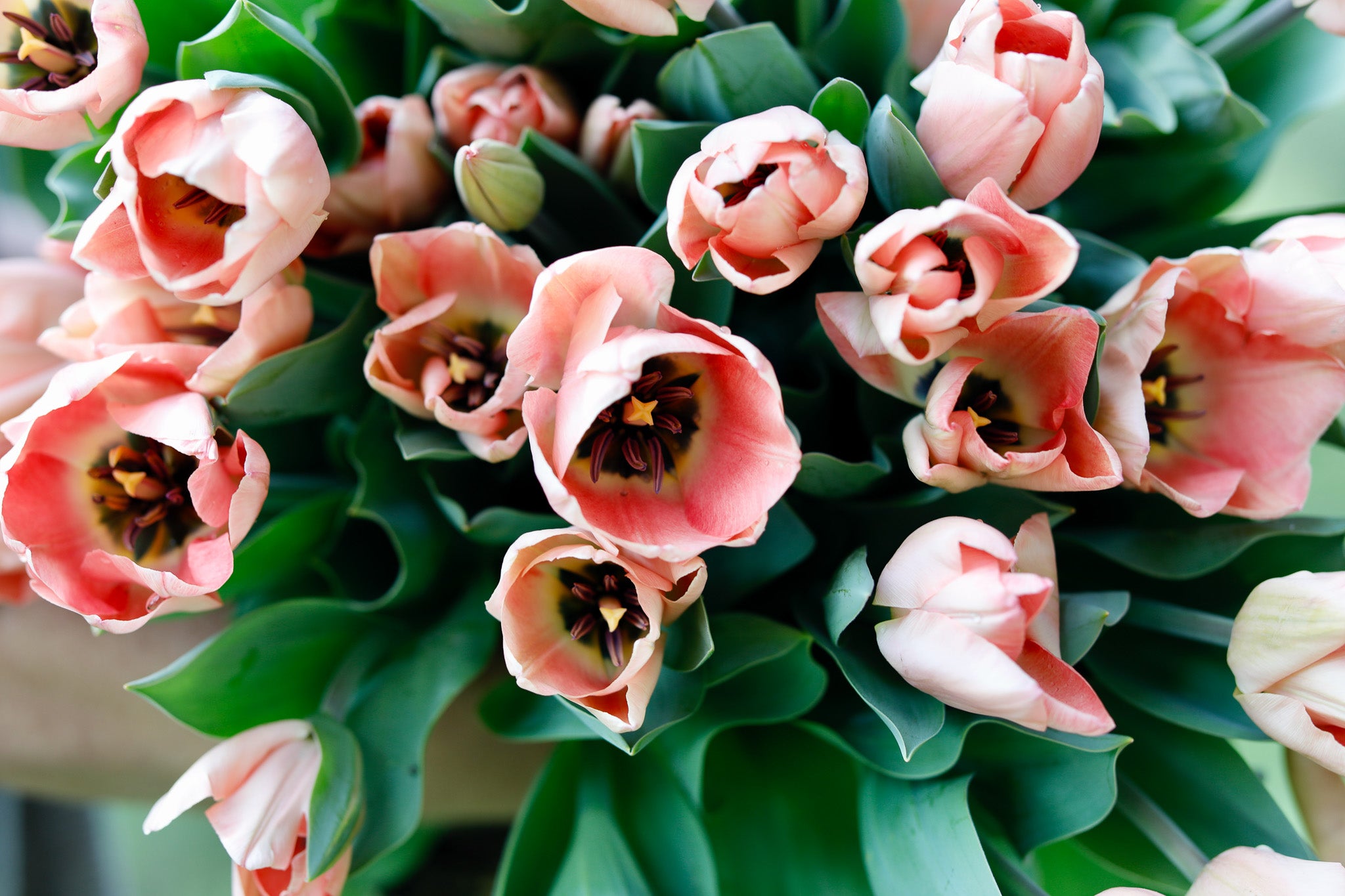 Tulip Triumph Apricona