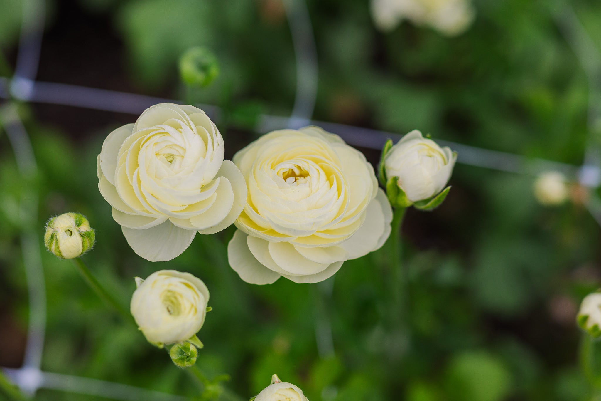 Ranunculus Amandine Cream