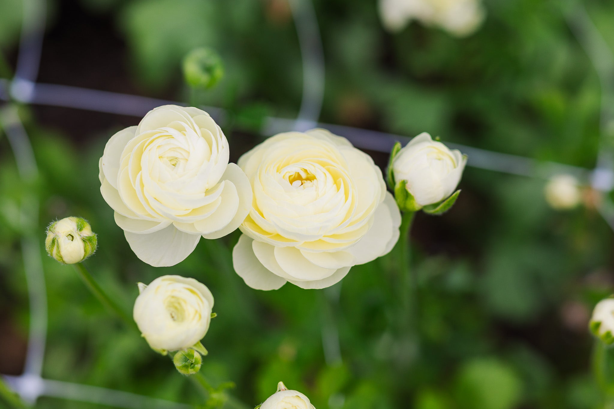 Ranunculus Amandine Cream