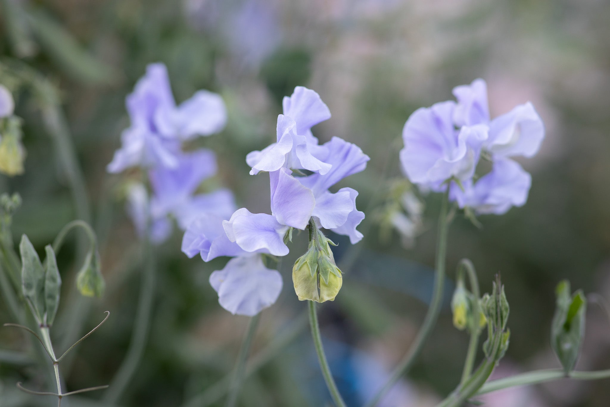 Sweet Pea Ballerina Blue