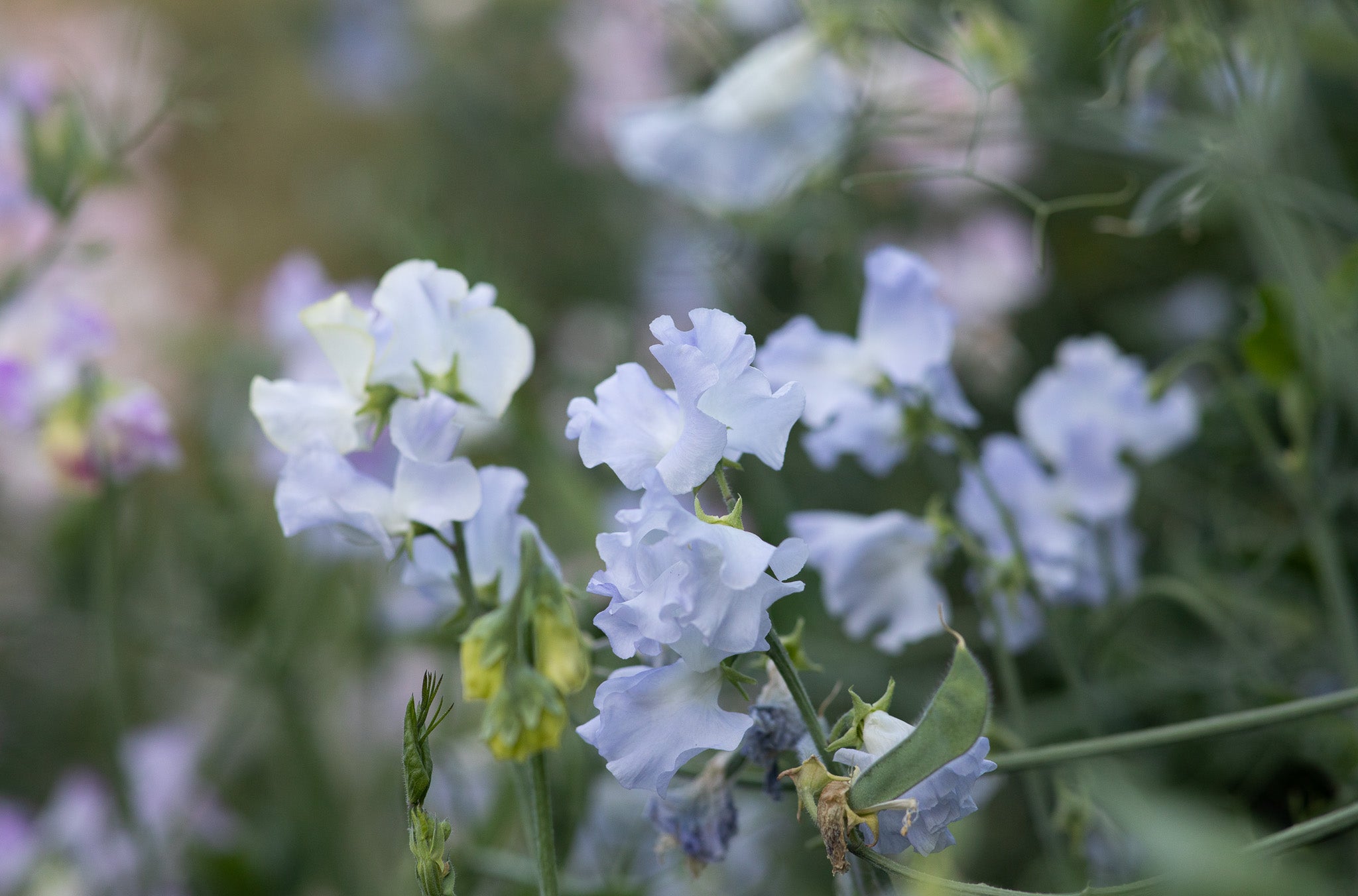Sweet Pea Cilla