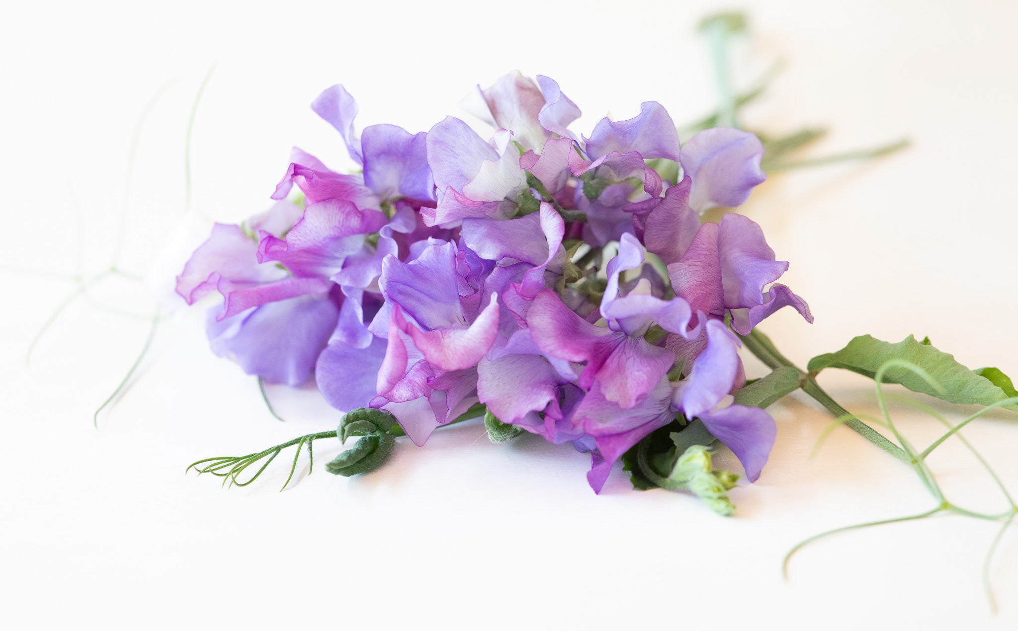 Sweet Pea Enchante