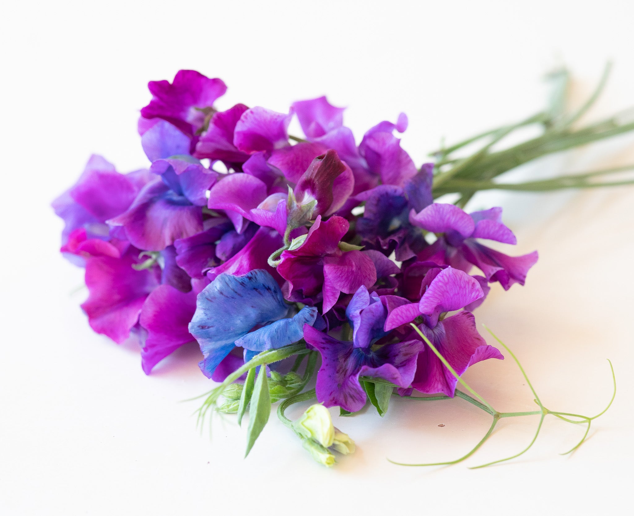 Sweet Pea Blue Shift