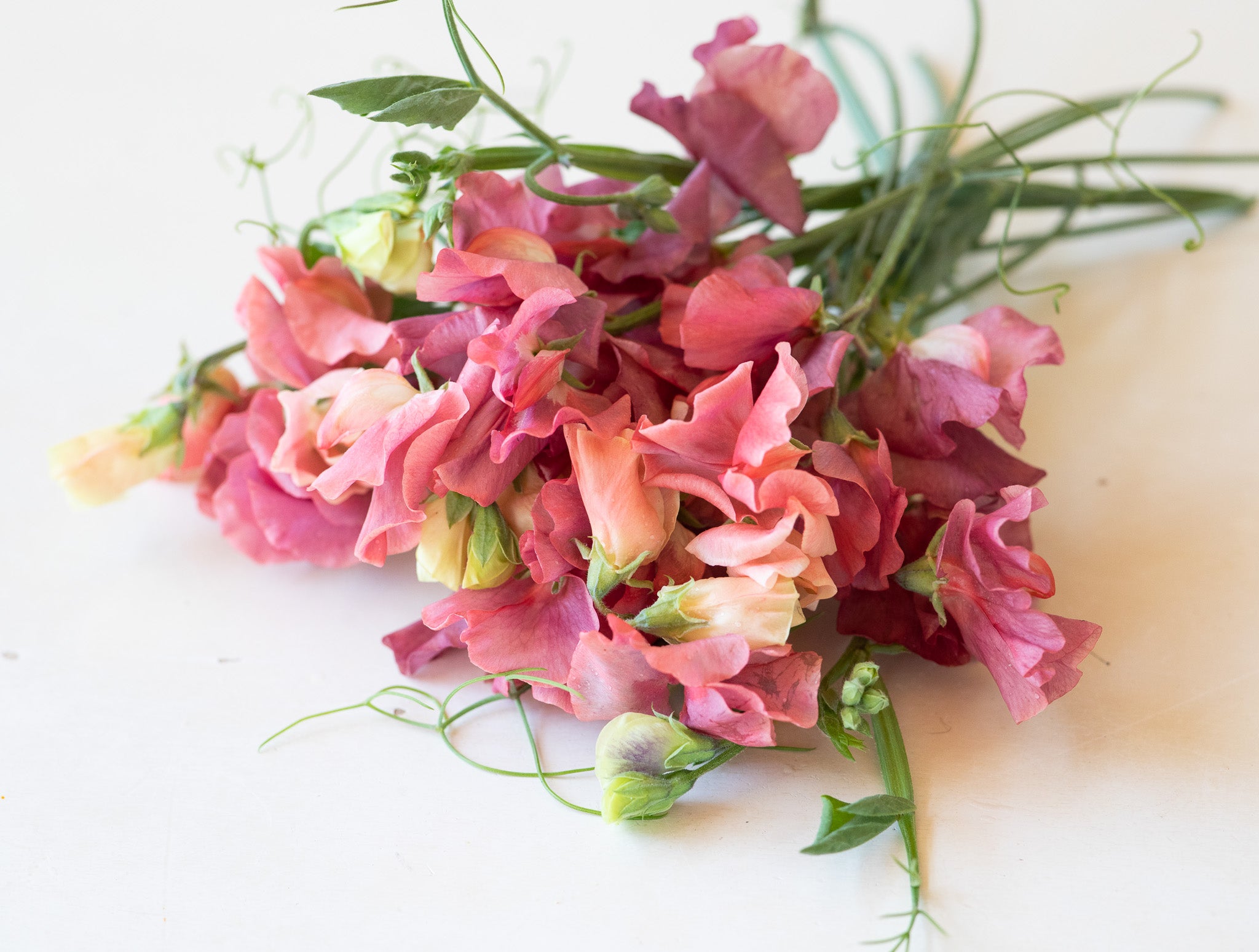 Sweet Pea Kings Ransom *Limit 1*