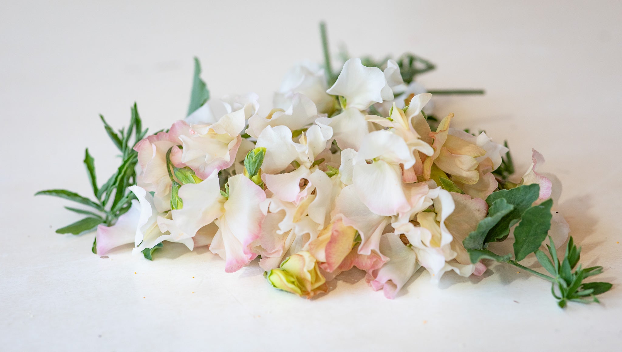 Sweet Pea Aloysius Dickinson