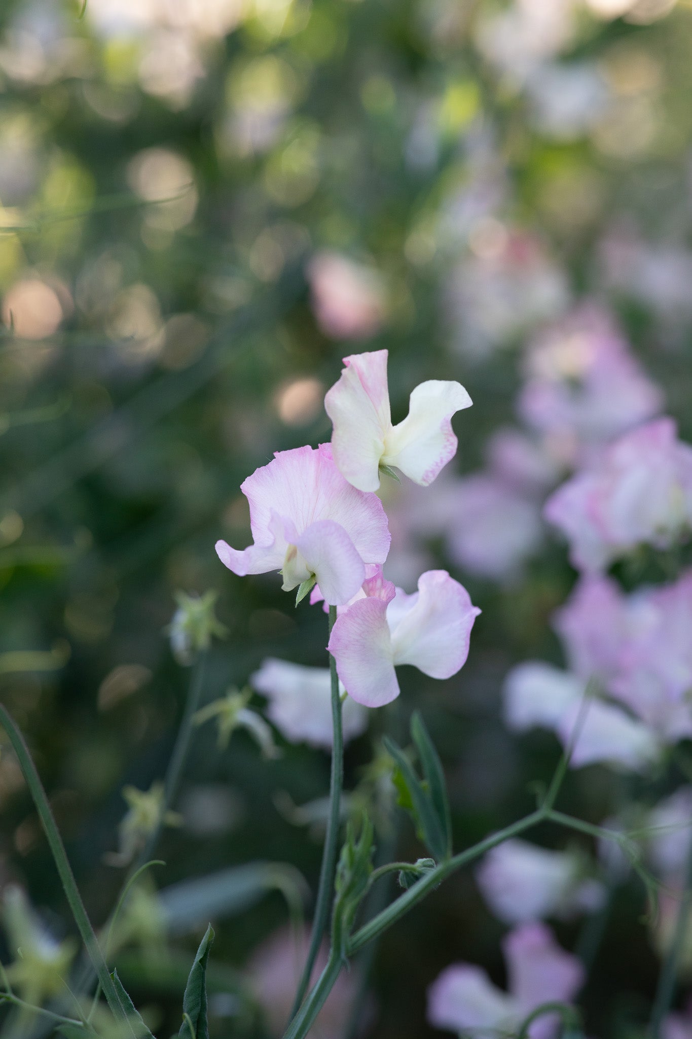 Sweet Pea Elizabeth Shorthouse