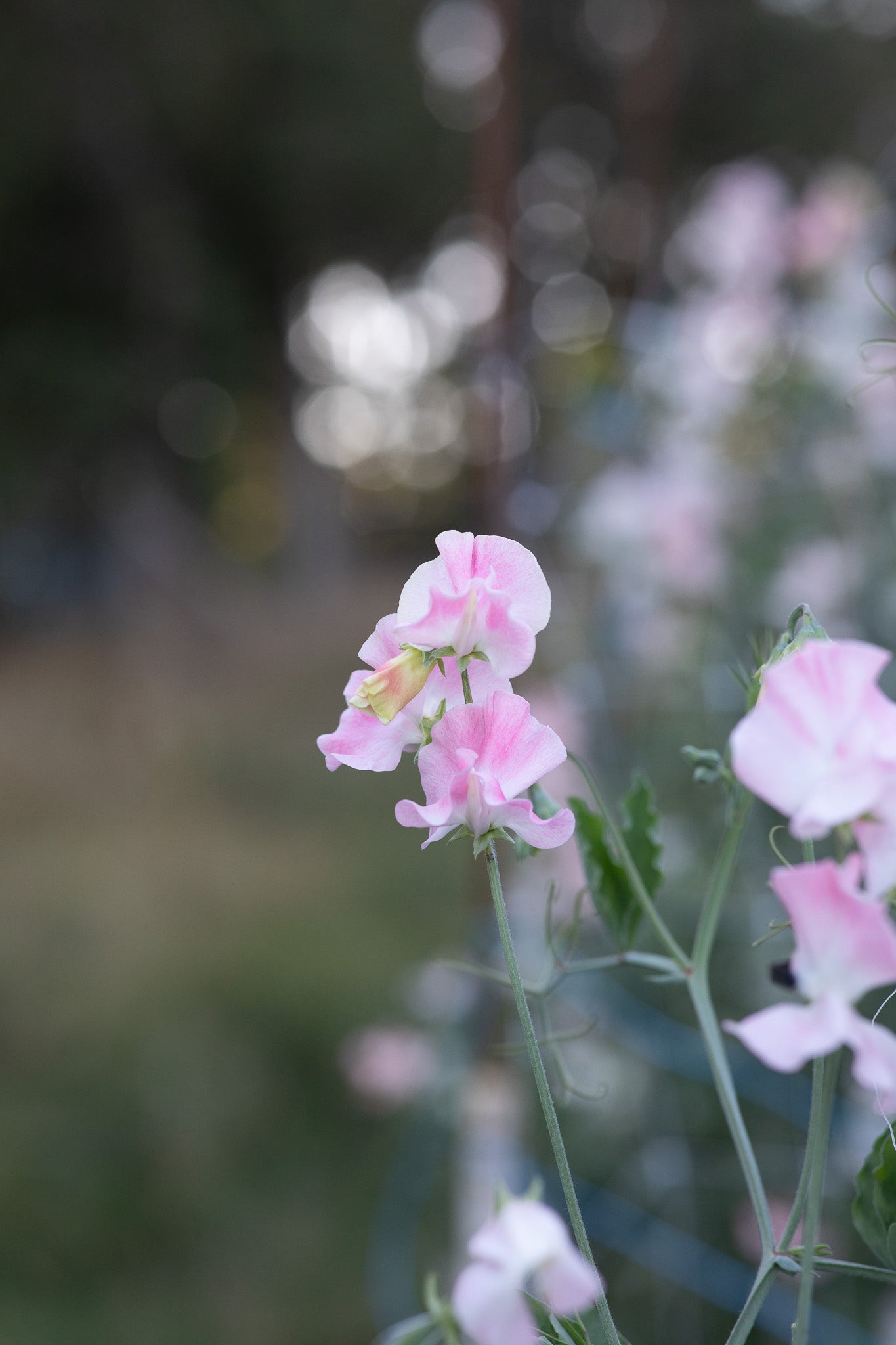 Sweet Pea John Grey