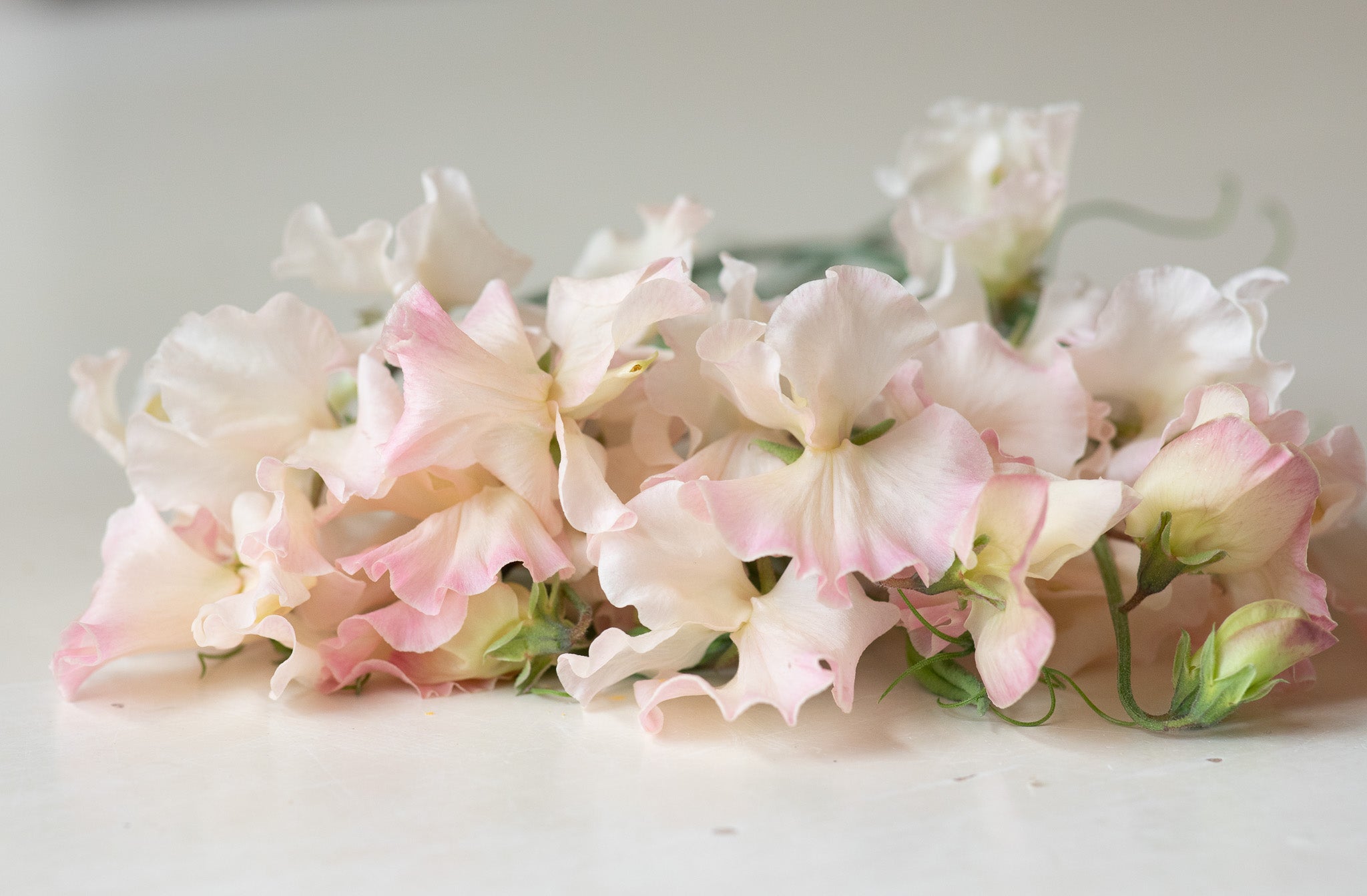 Sweet Pea Kiera Madeline