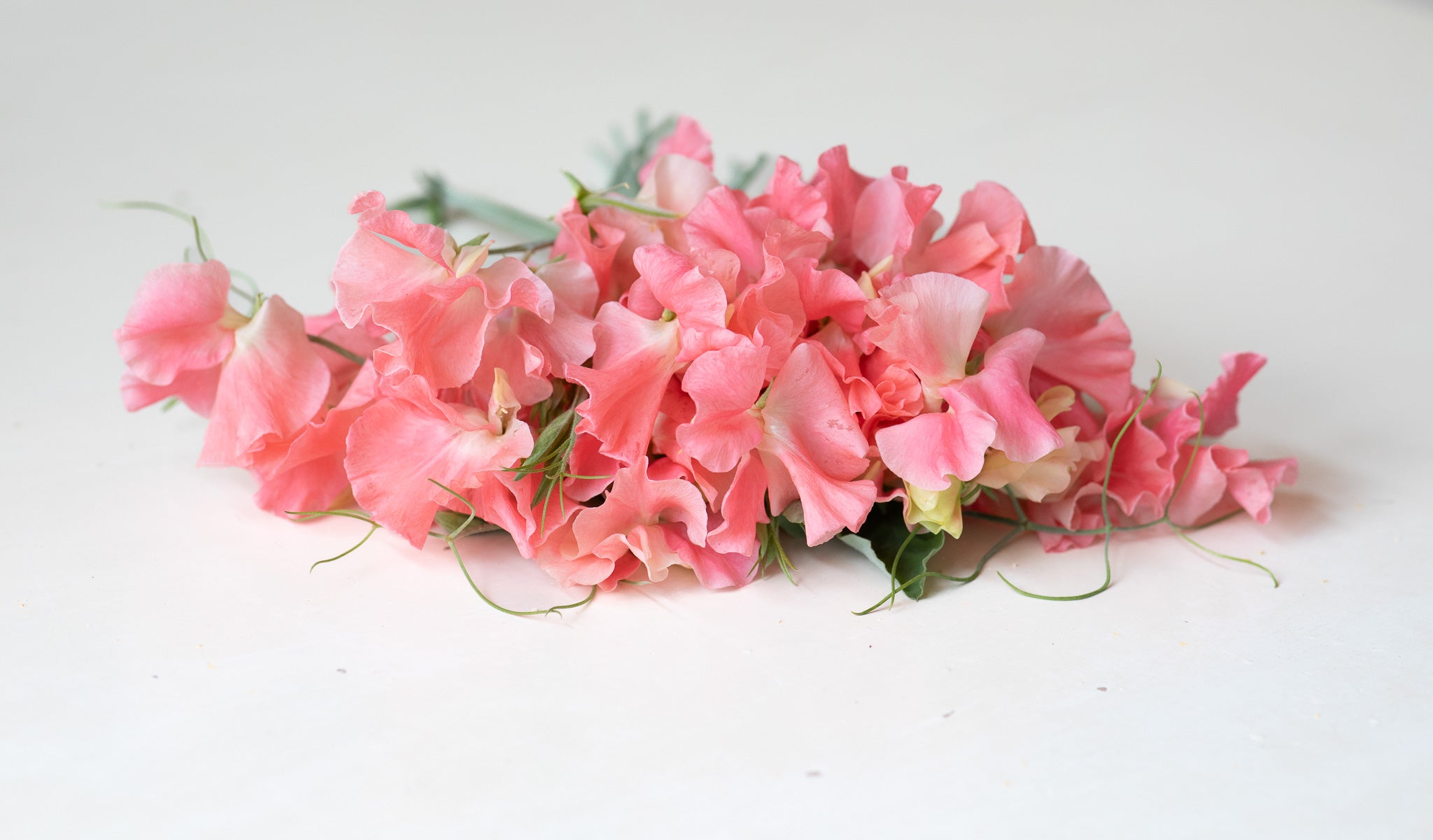 Sweet Pea William and Catherine