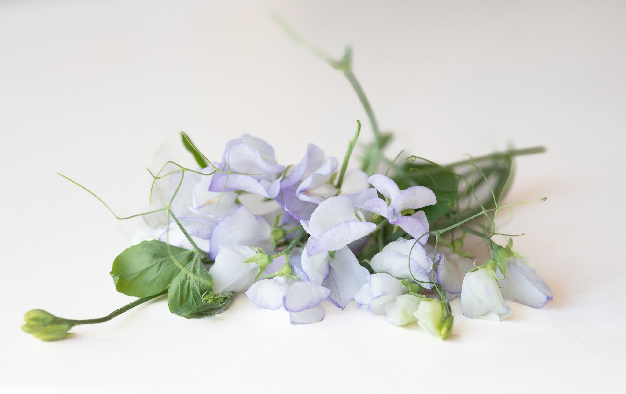 Sweet Pea Albutt Blue