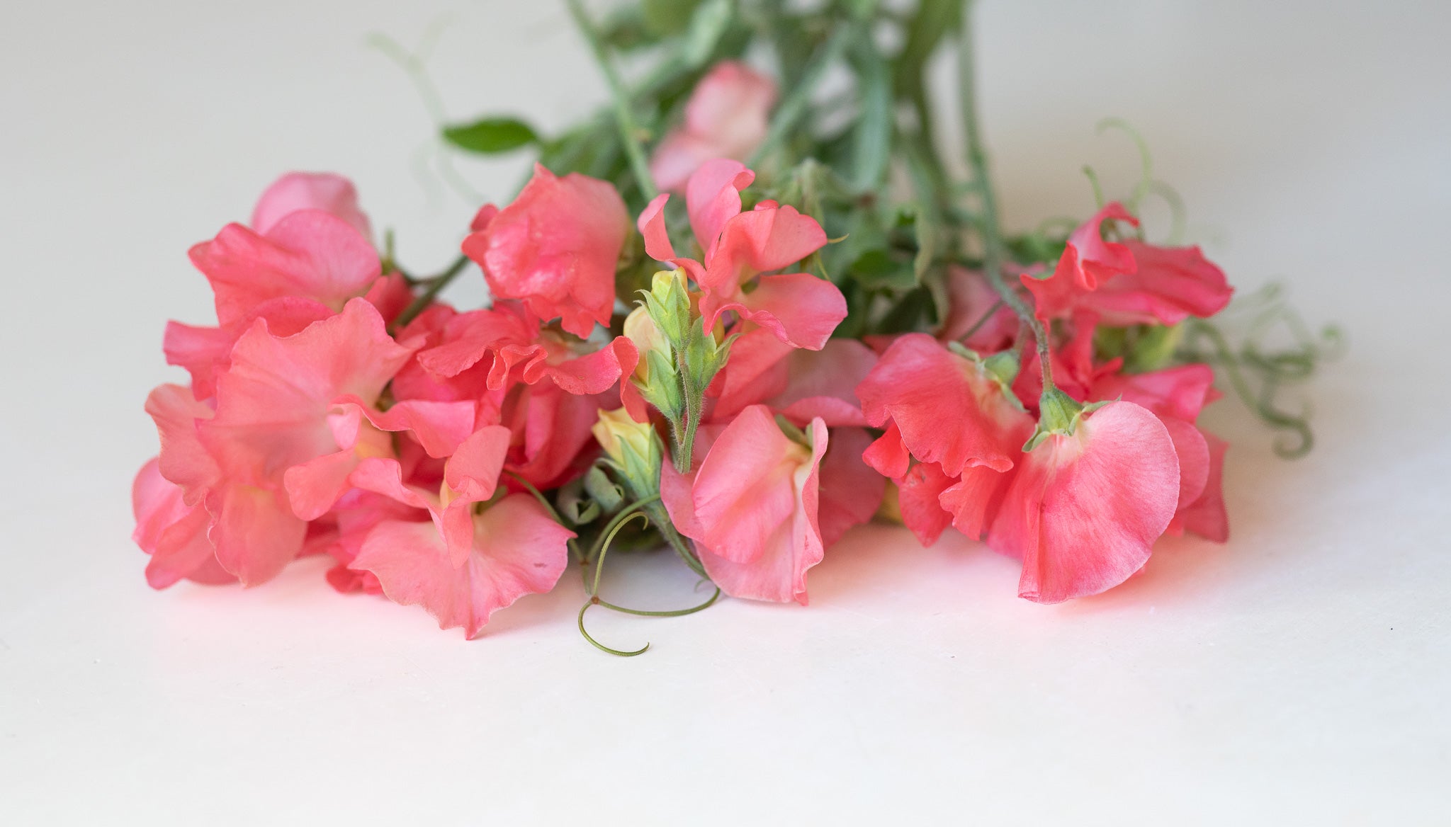 Sweet Pea Valerie Harrod