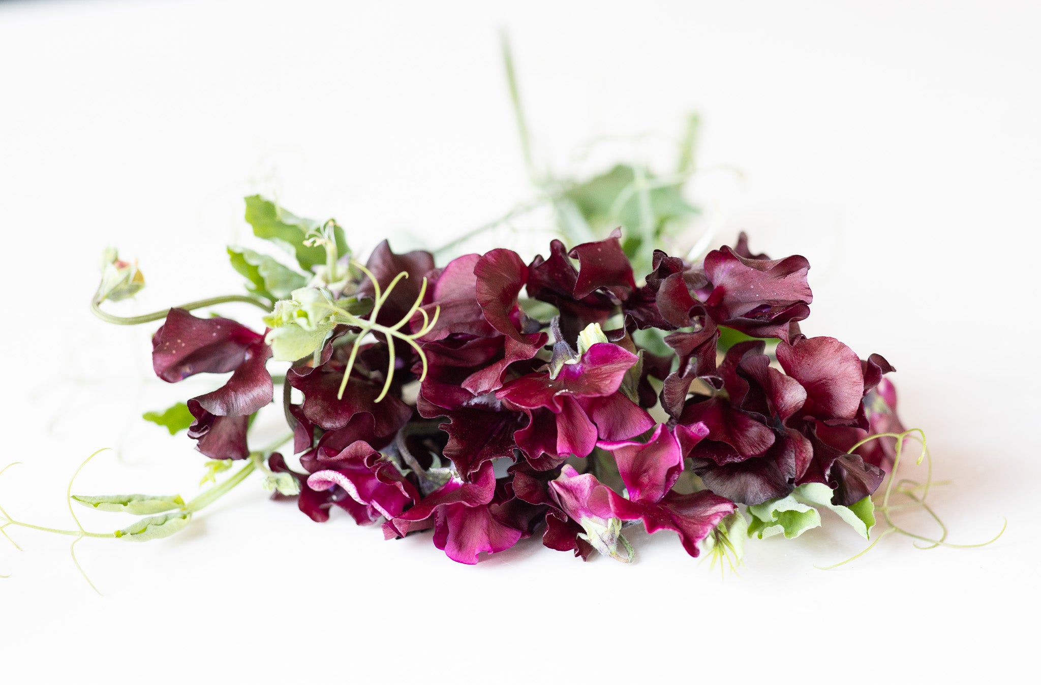 Sweet Pea Windsor