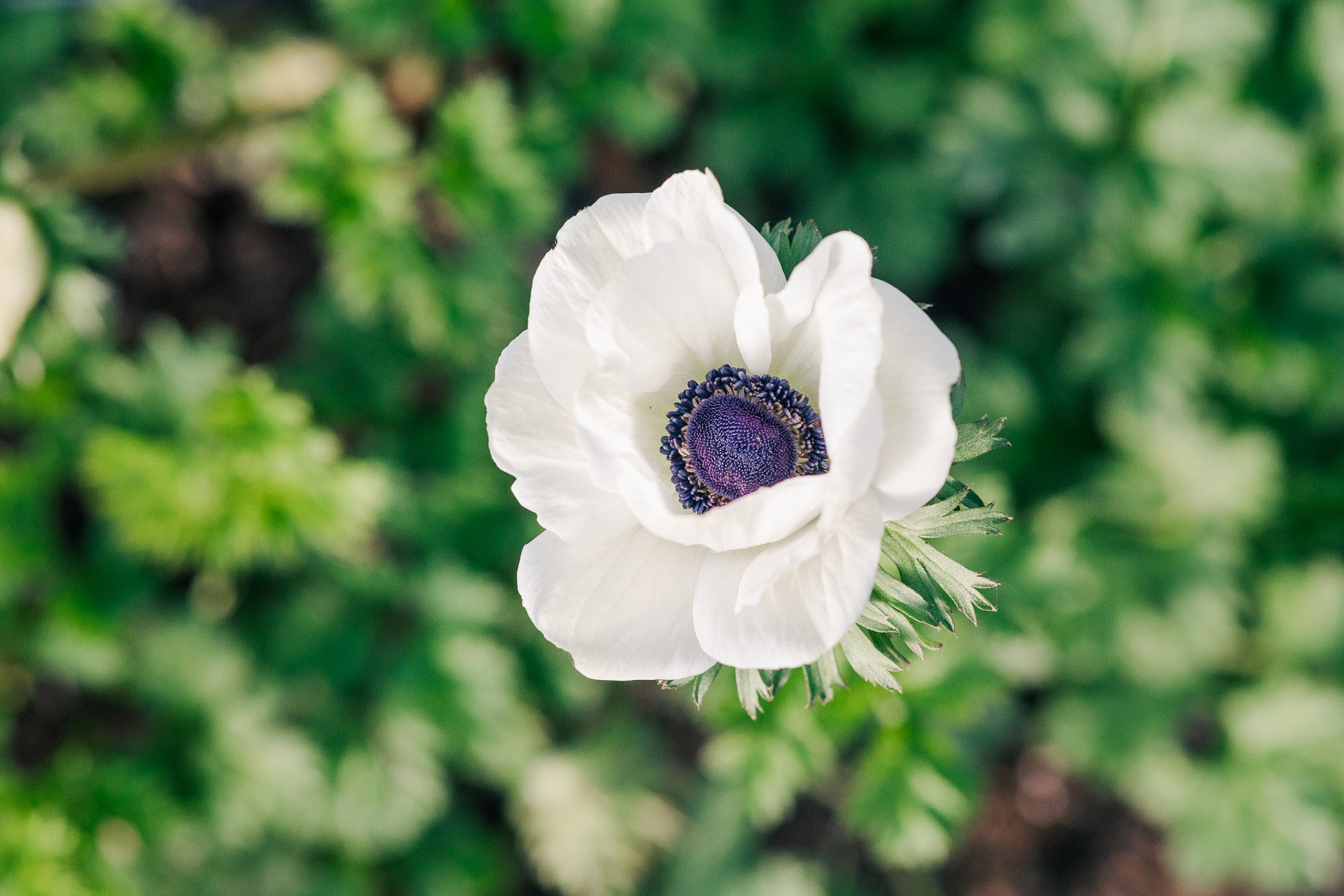 Anemone White
