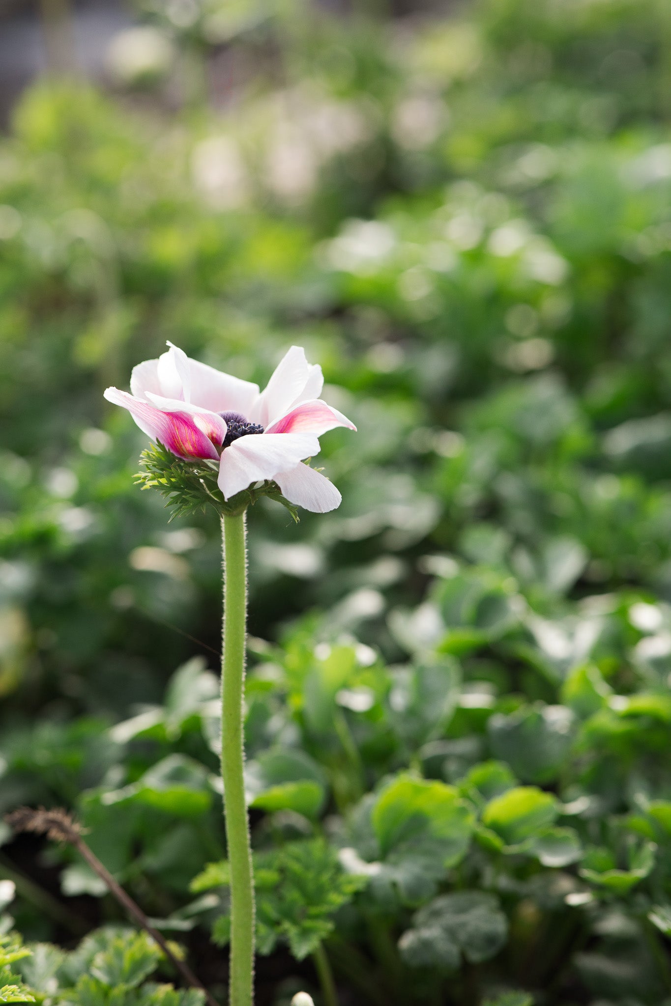 Anemone Pastel Mix