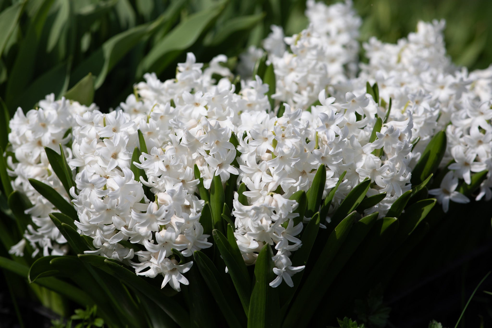 Hyacinth Carnegie