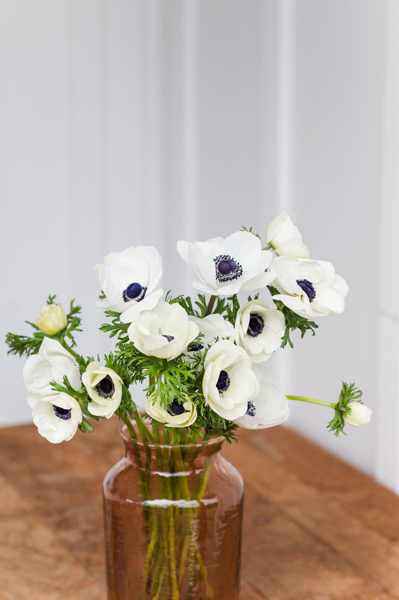 Anemone White