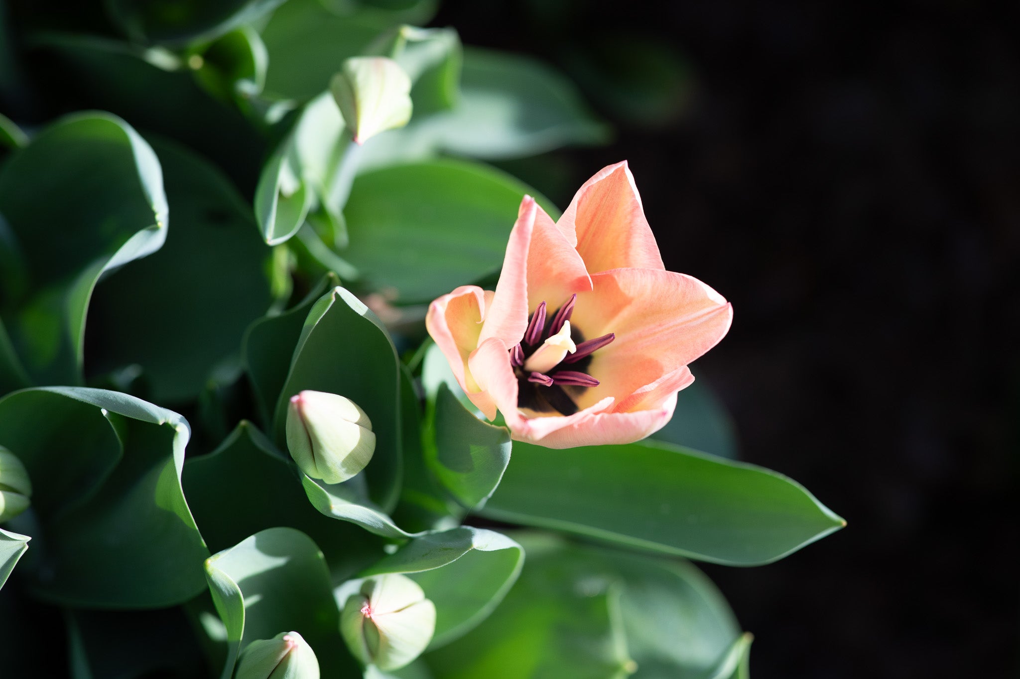 Tulip Triumph Apricona
