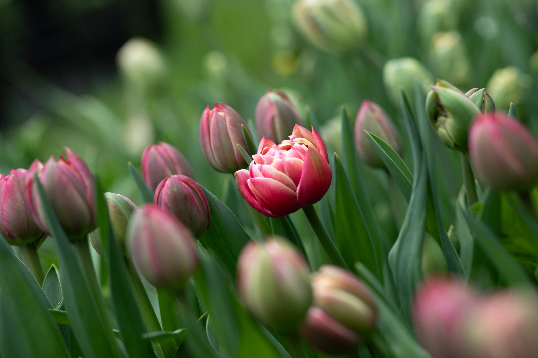 Tulip Columbus