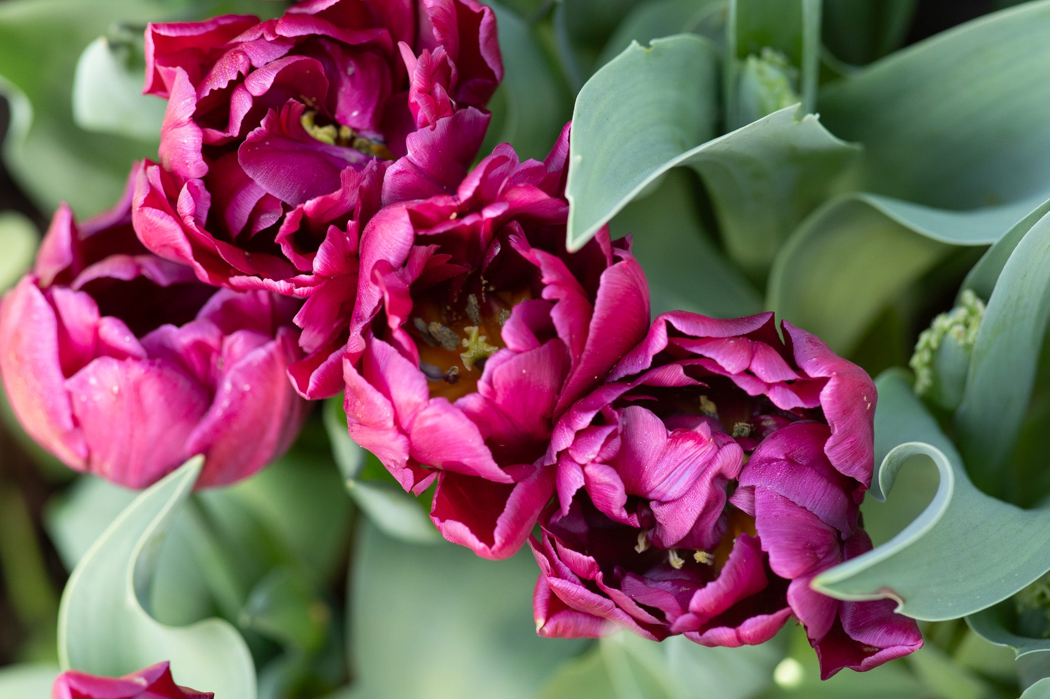 Tulip Alison Bradley