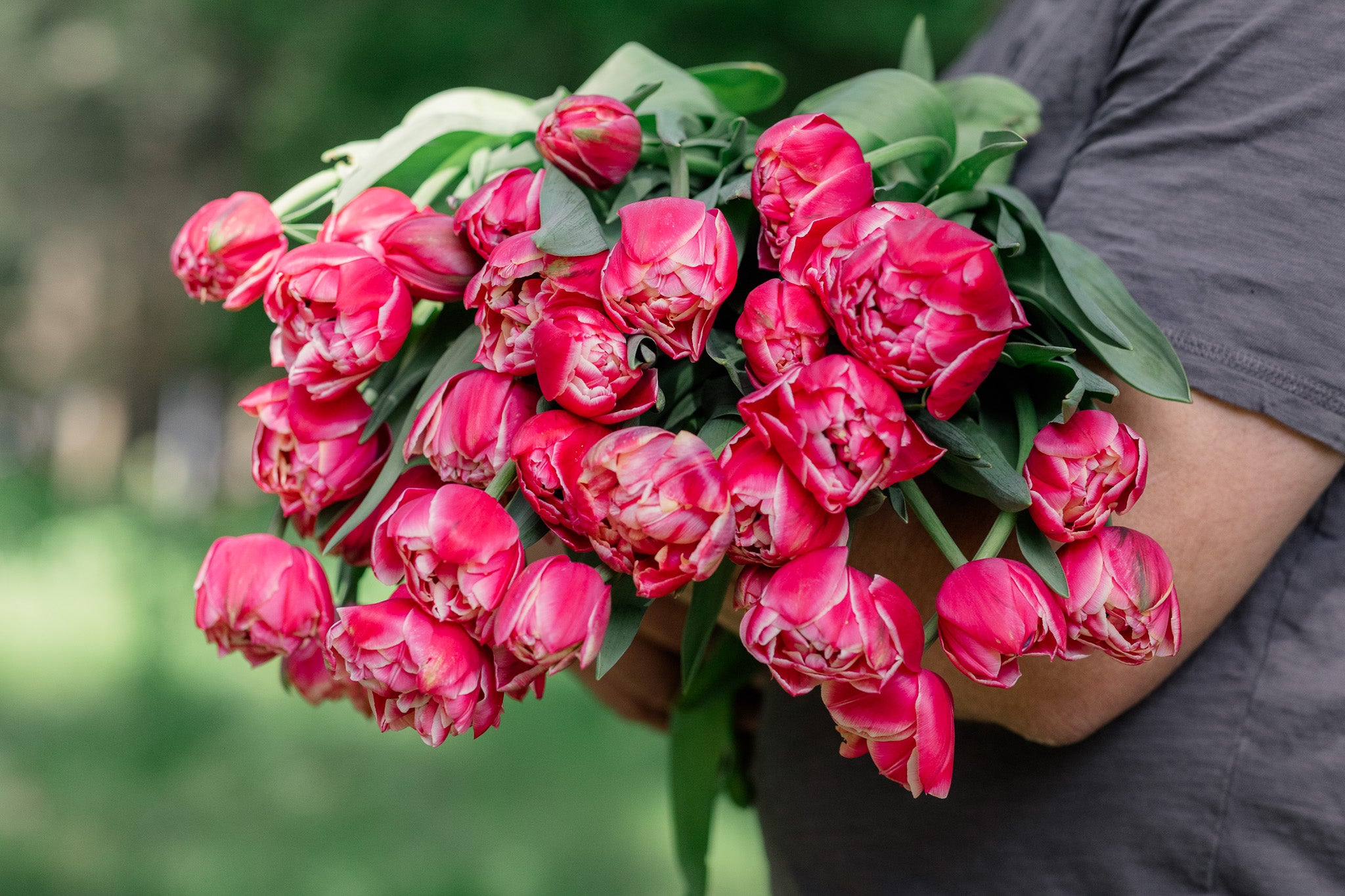 Tulip Columbus