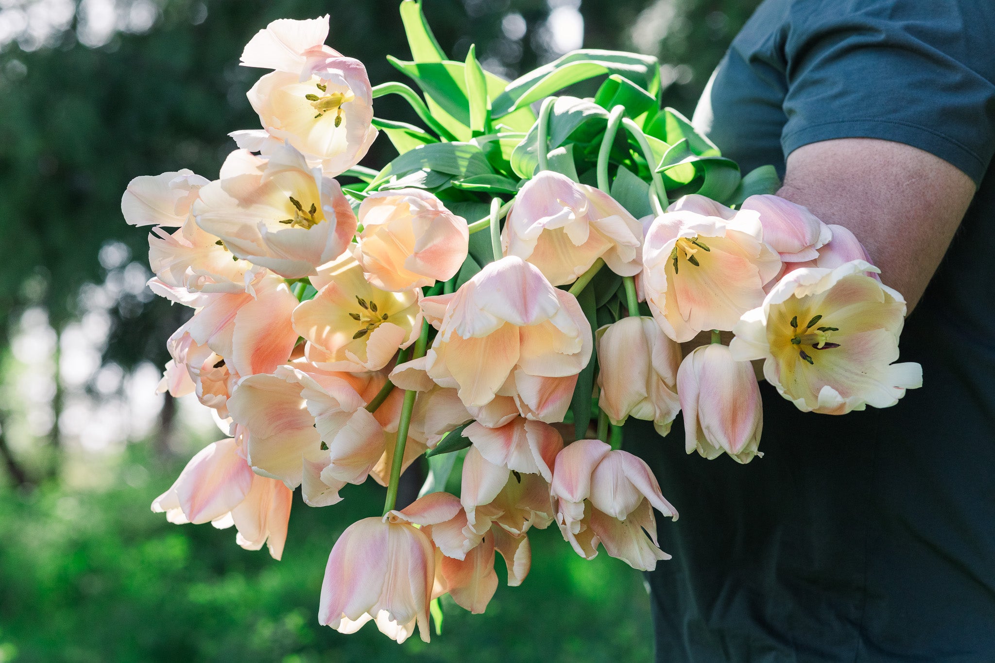Tulip Apricot Pride