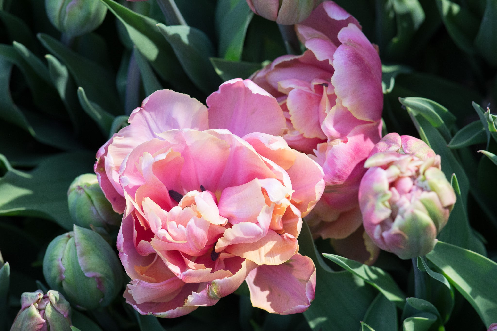 Tulip Pink Star