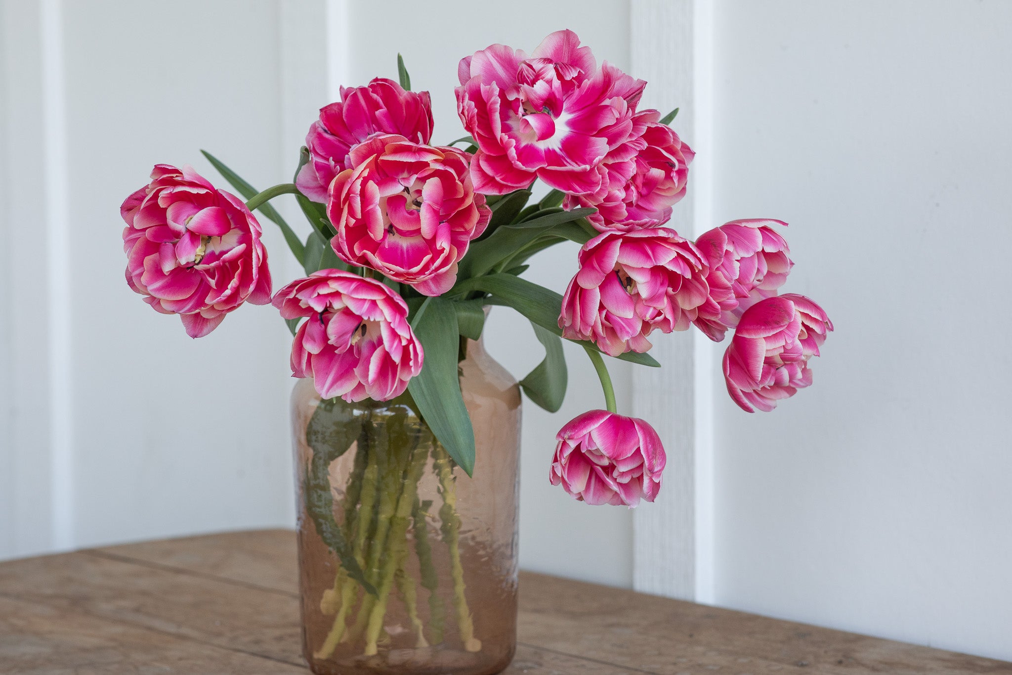 Tulip Columbus