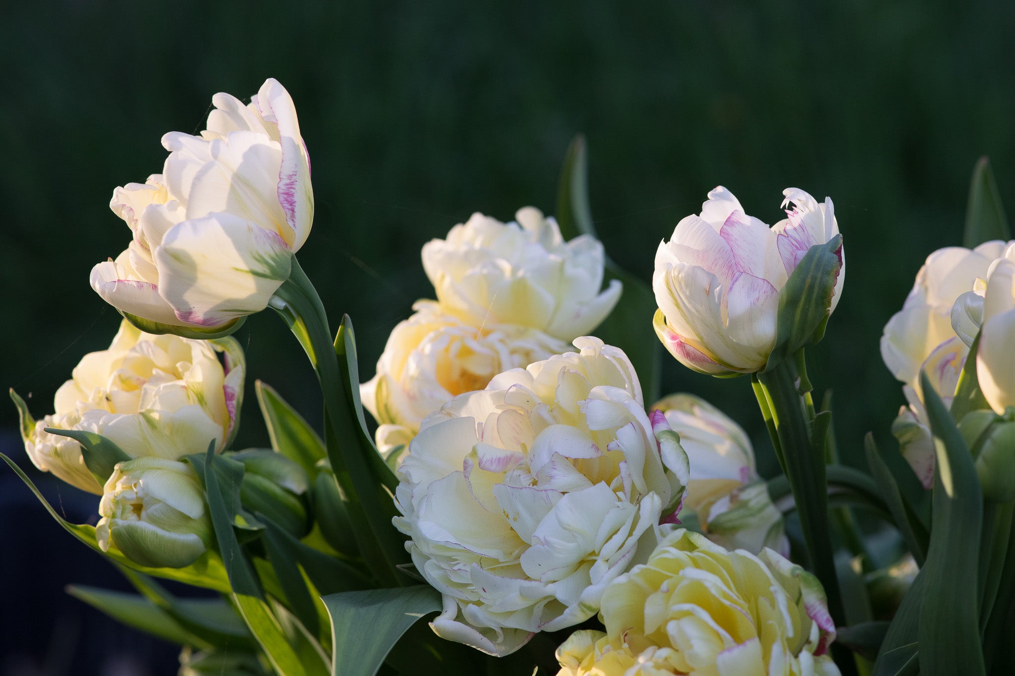 Tulip Double Dolce