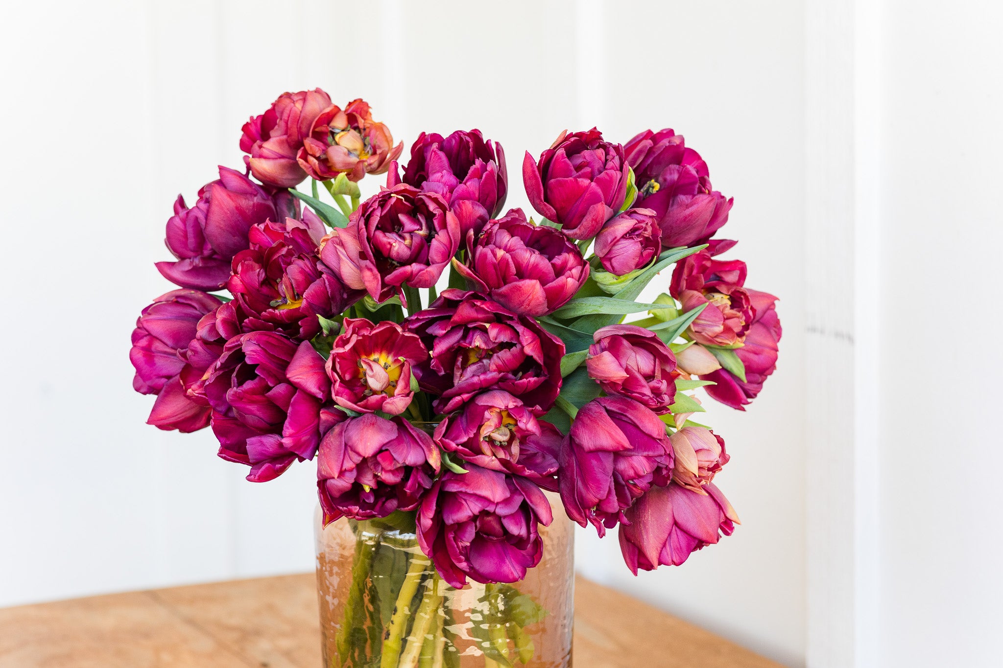 Tulip Alison Bradley