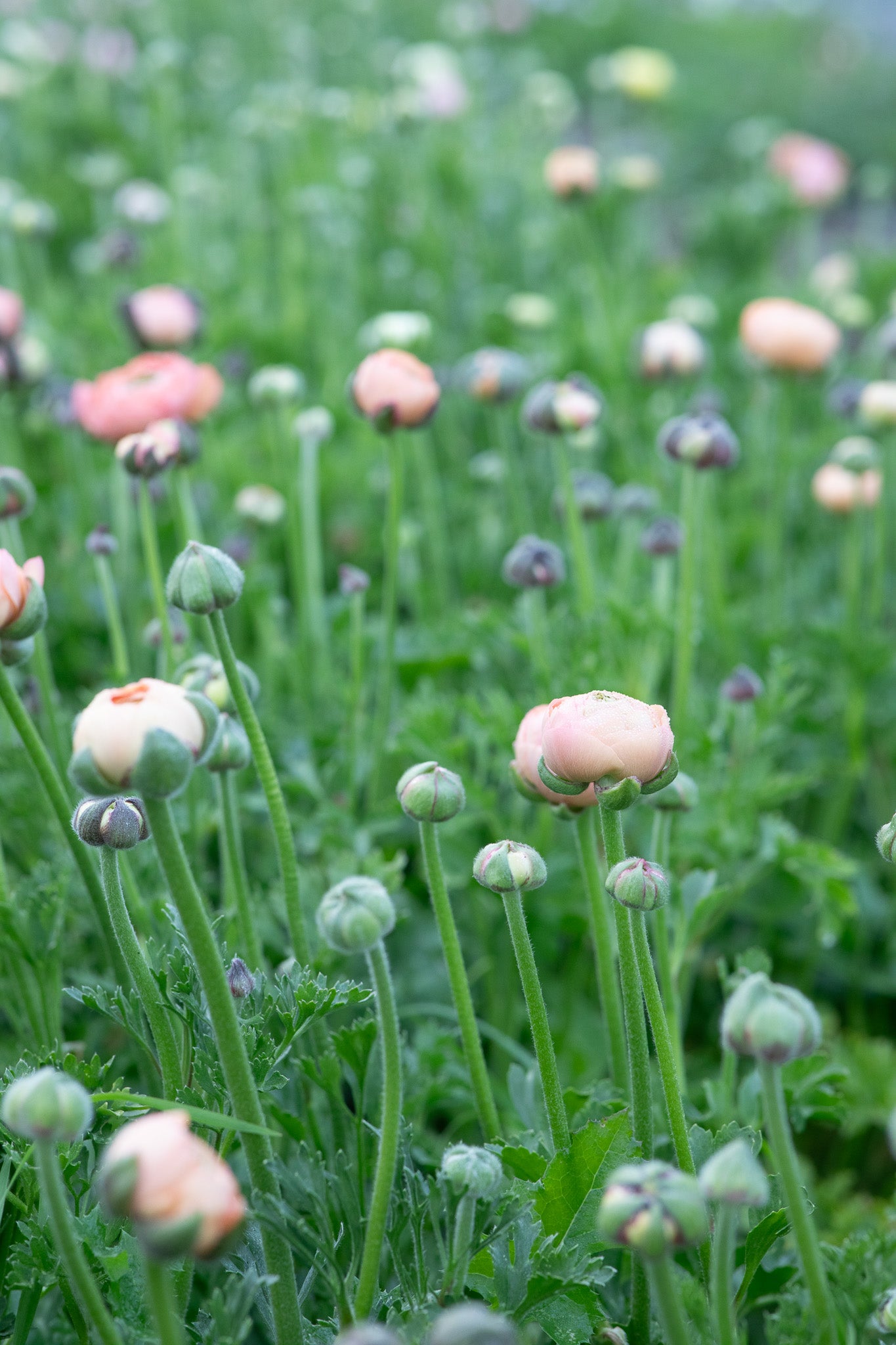 Ranunculus Amandine Salmon