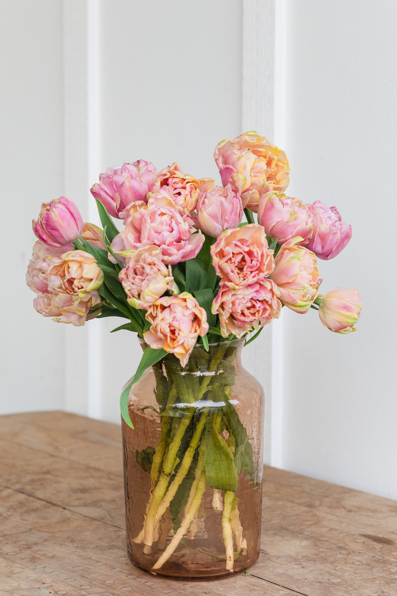 Tulip Pink Star
