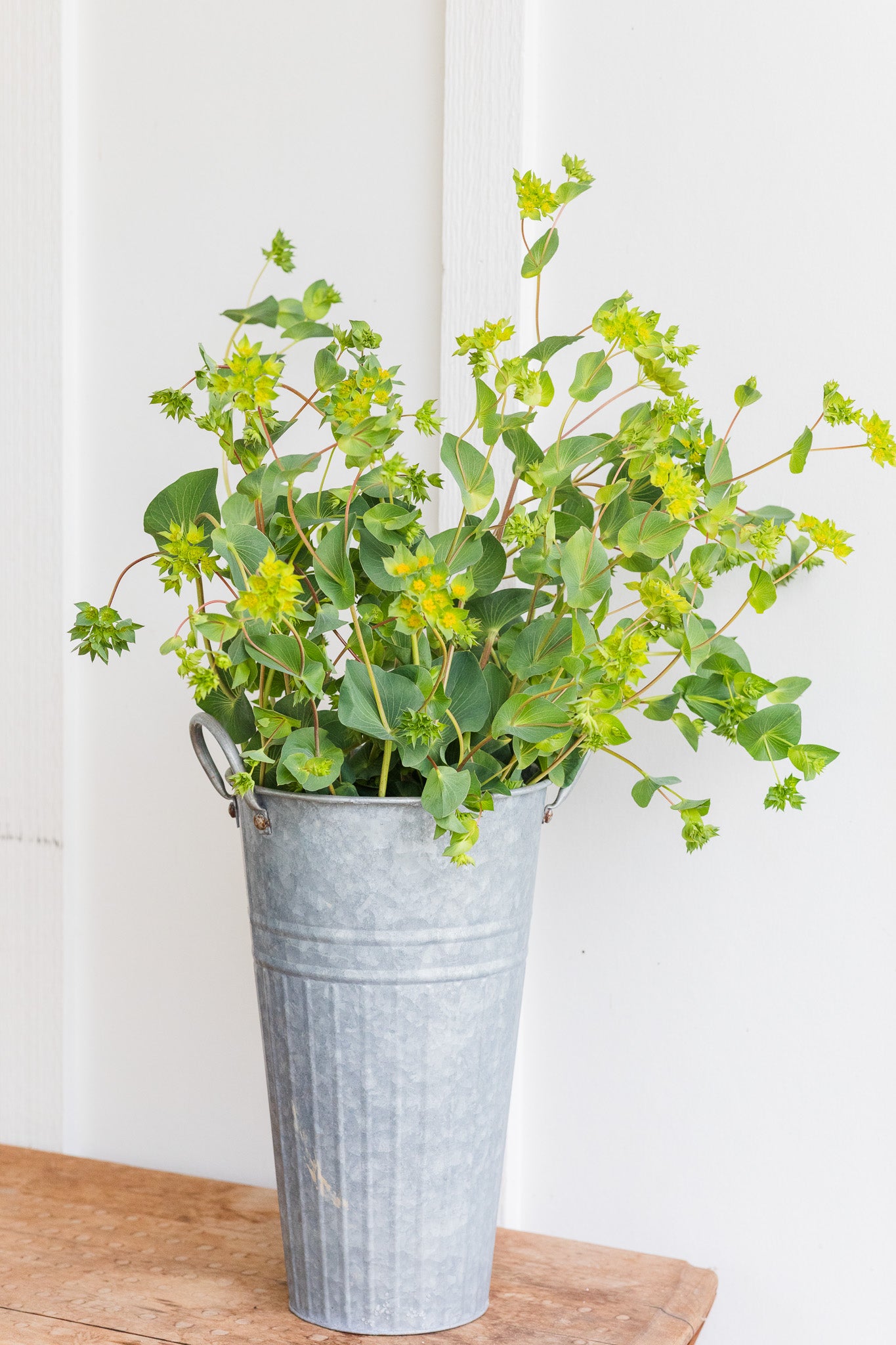 Bupleurum Green Gold