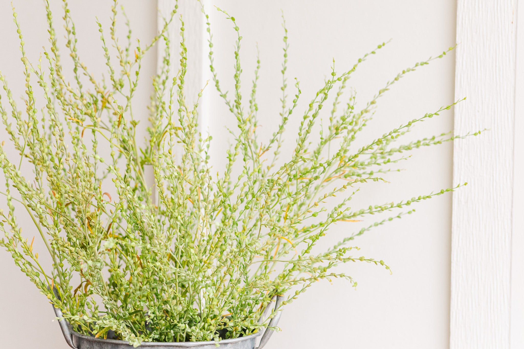 Cress Pennycress