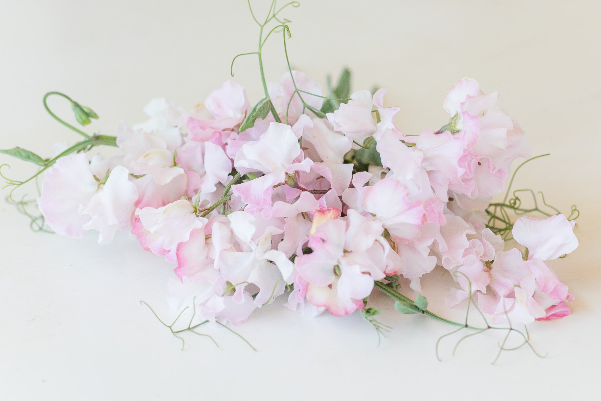 Sweet Pea Diamond Jubilee