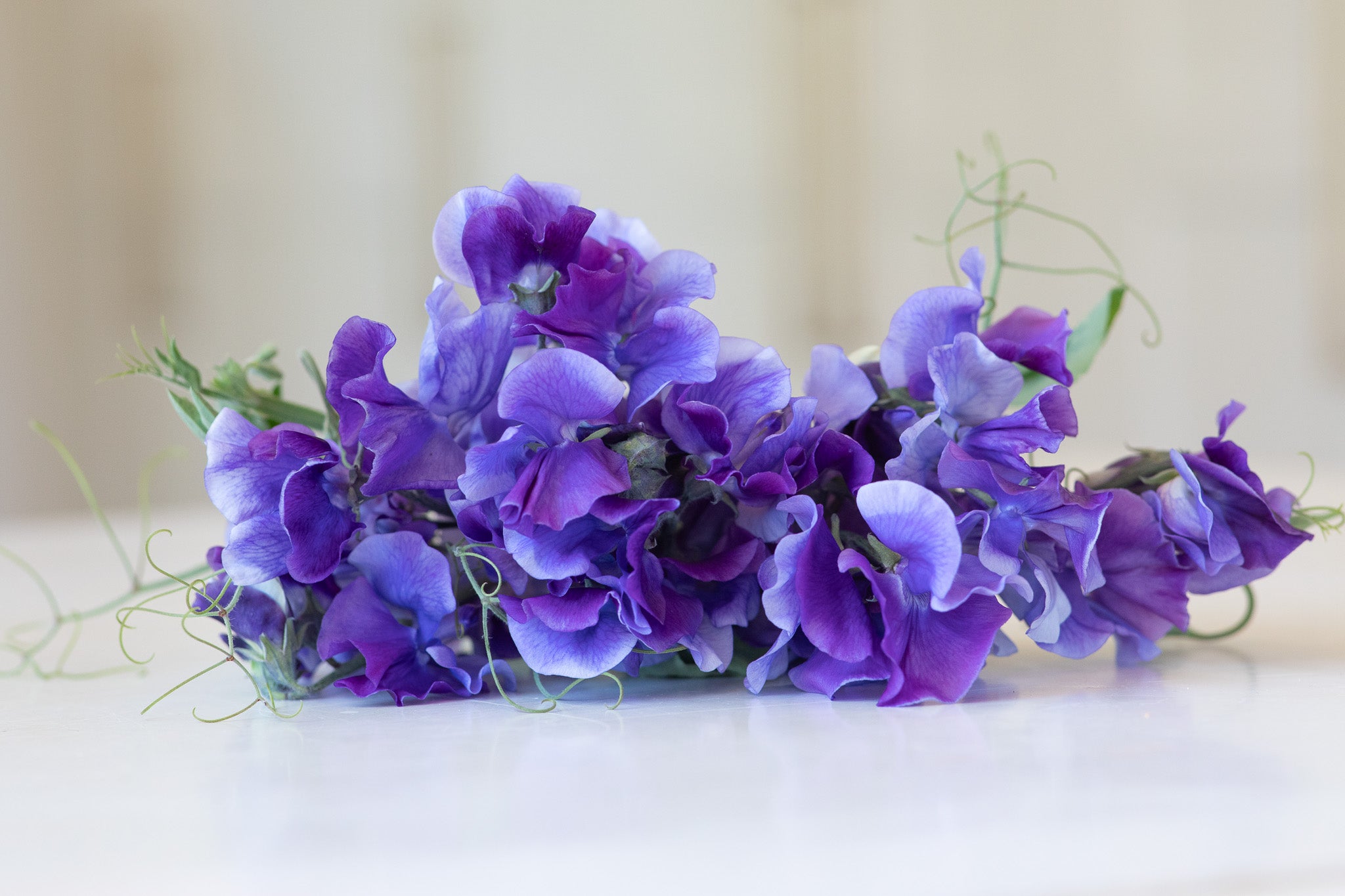 Sweet Pea Newby Blue