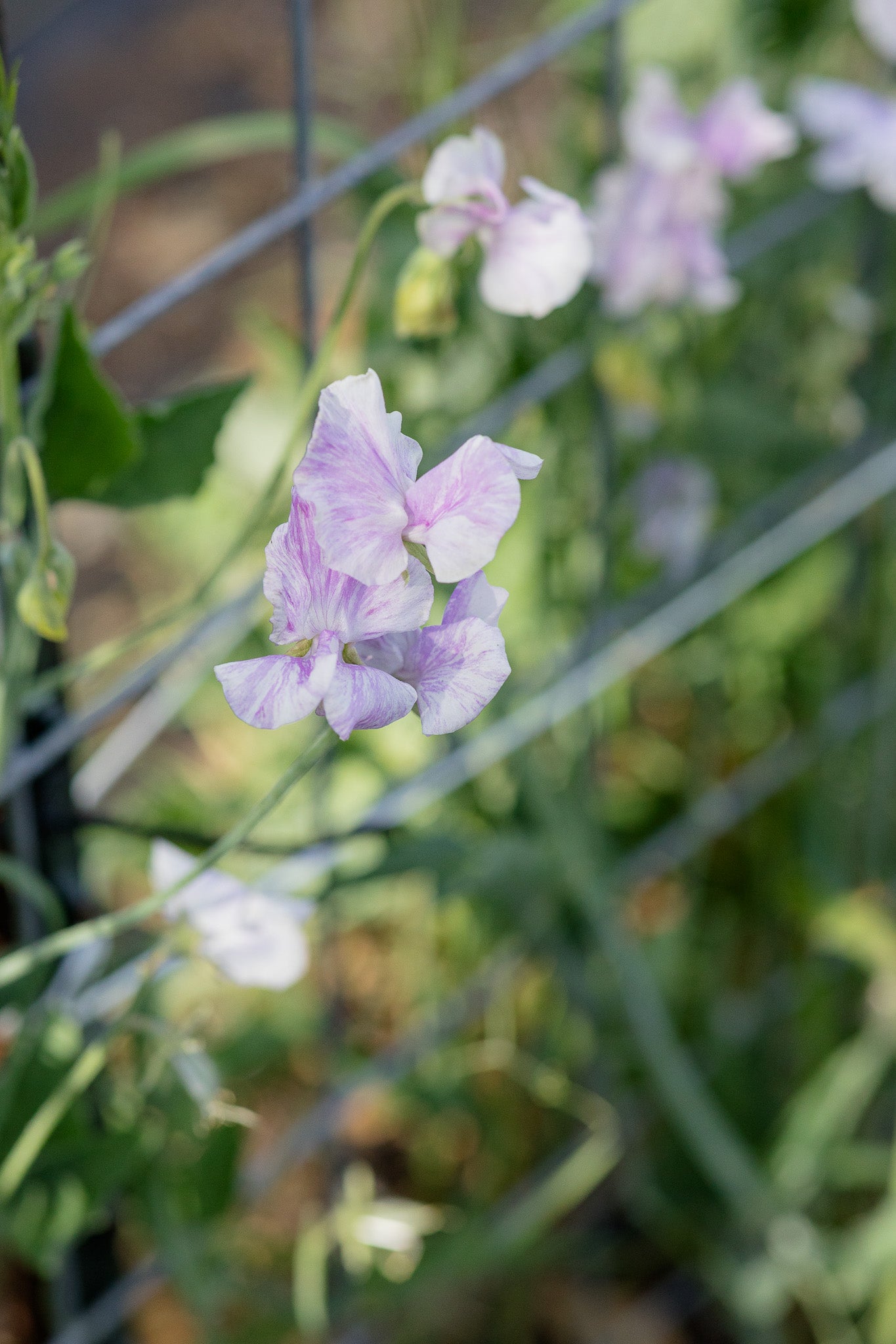 lavender pea flower Sweet Pea Lavender Flake
