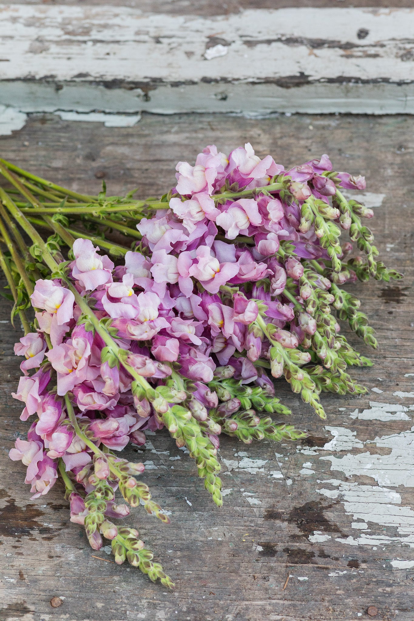 Snapdragon Lavender