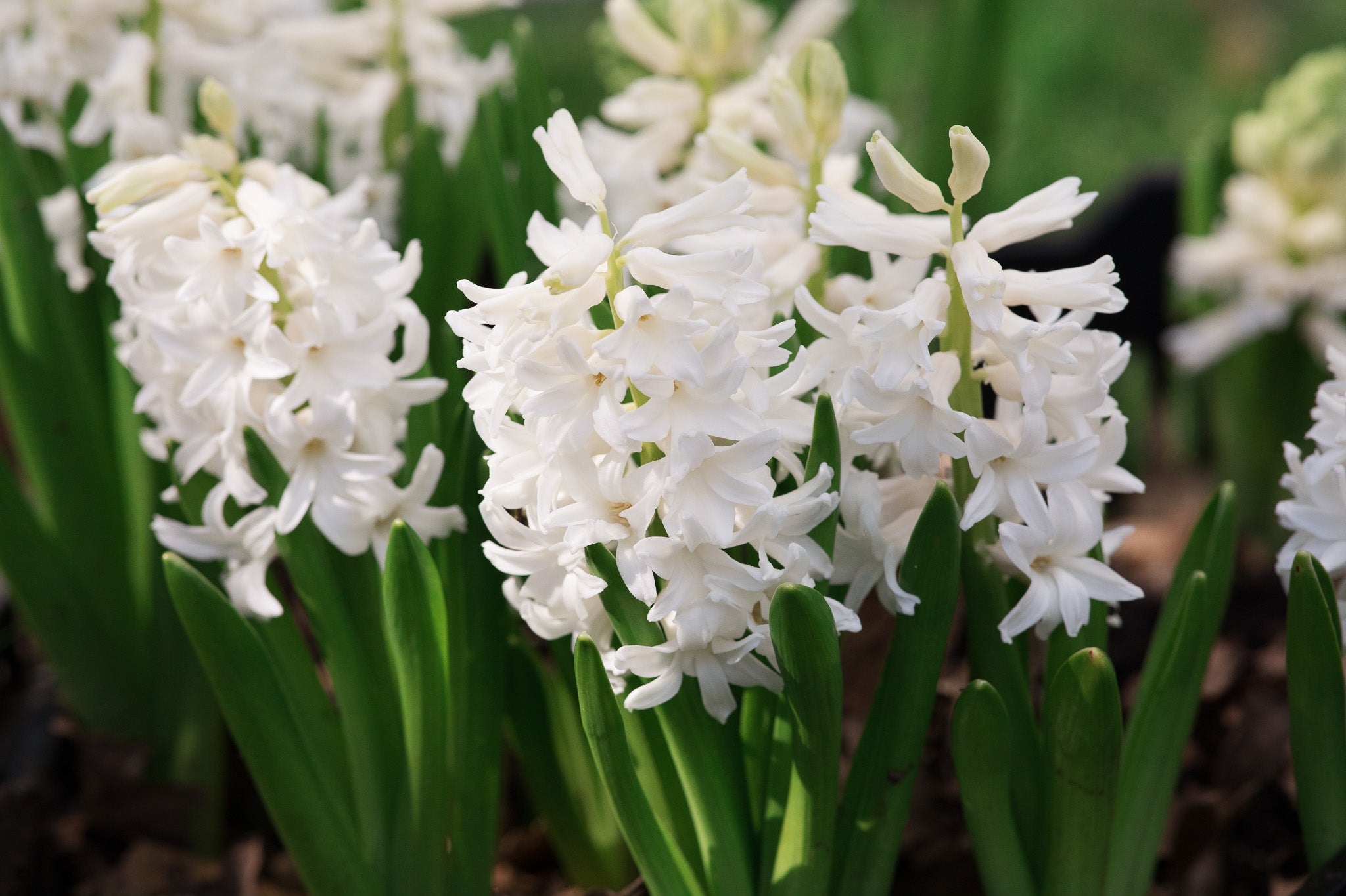 Hyacinth Carnegie