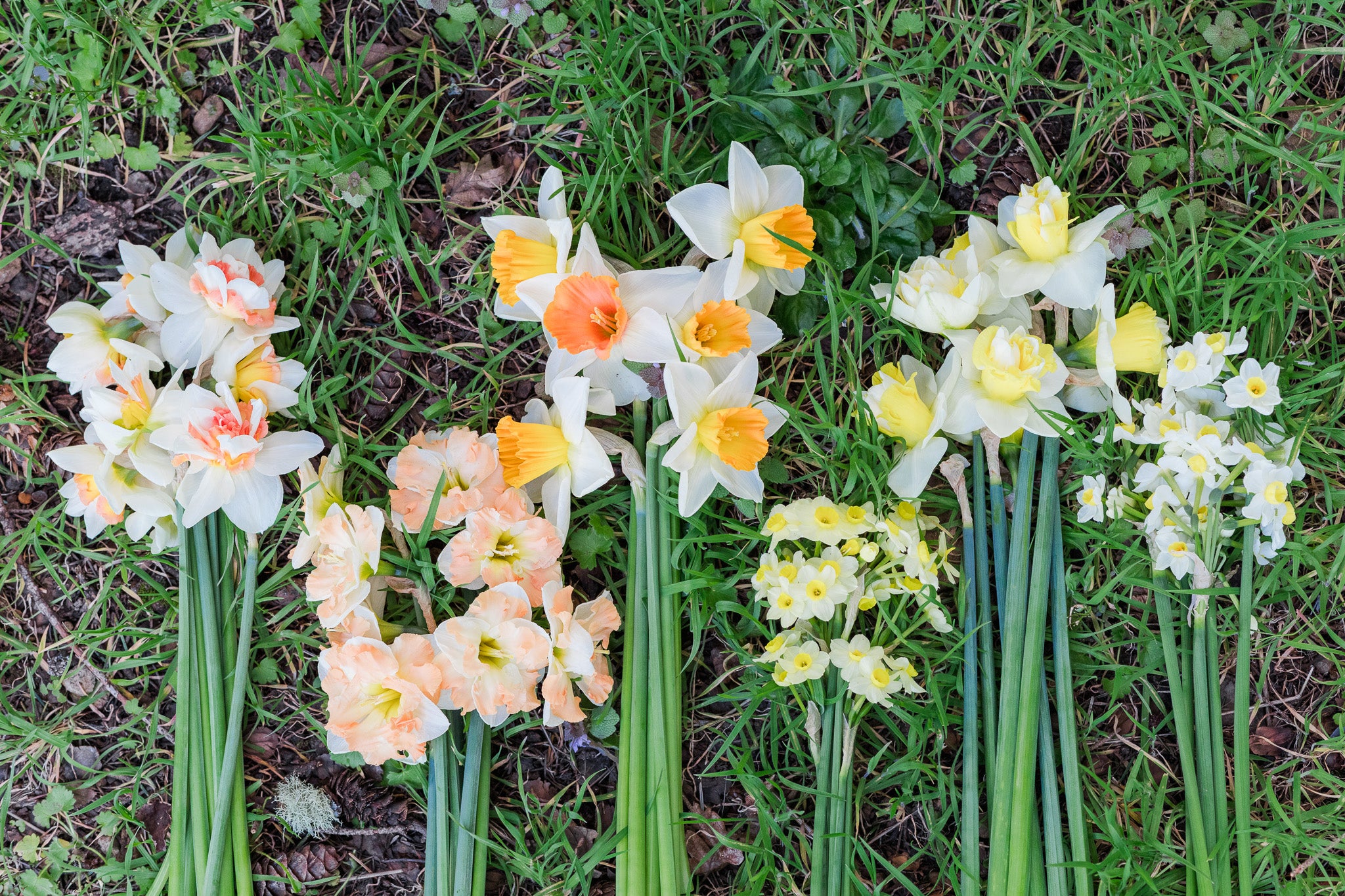 Narcissus Chromacolor