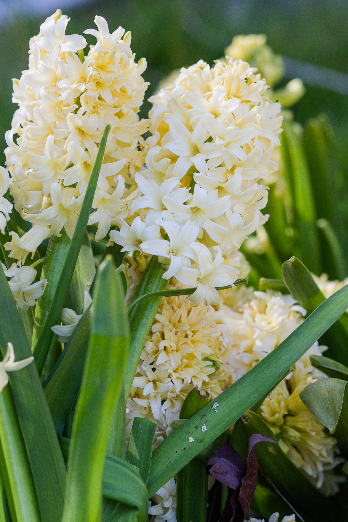 Hyacinth City of Haarlem