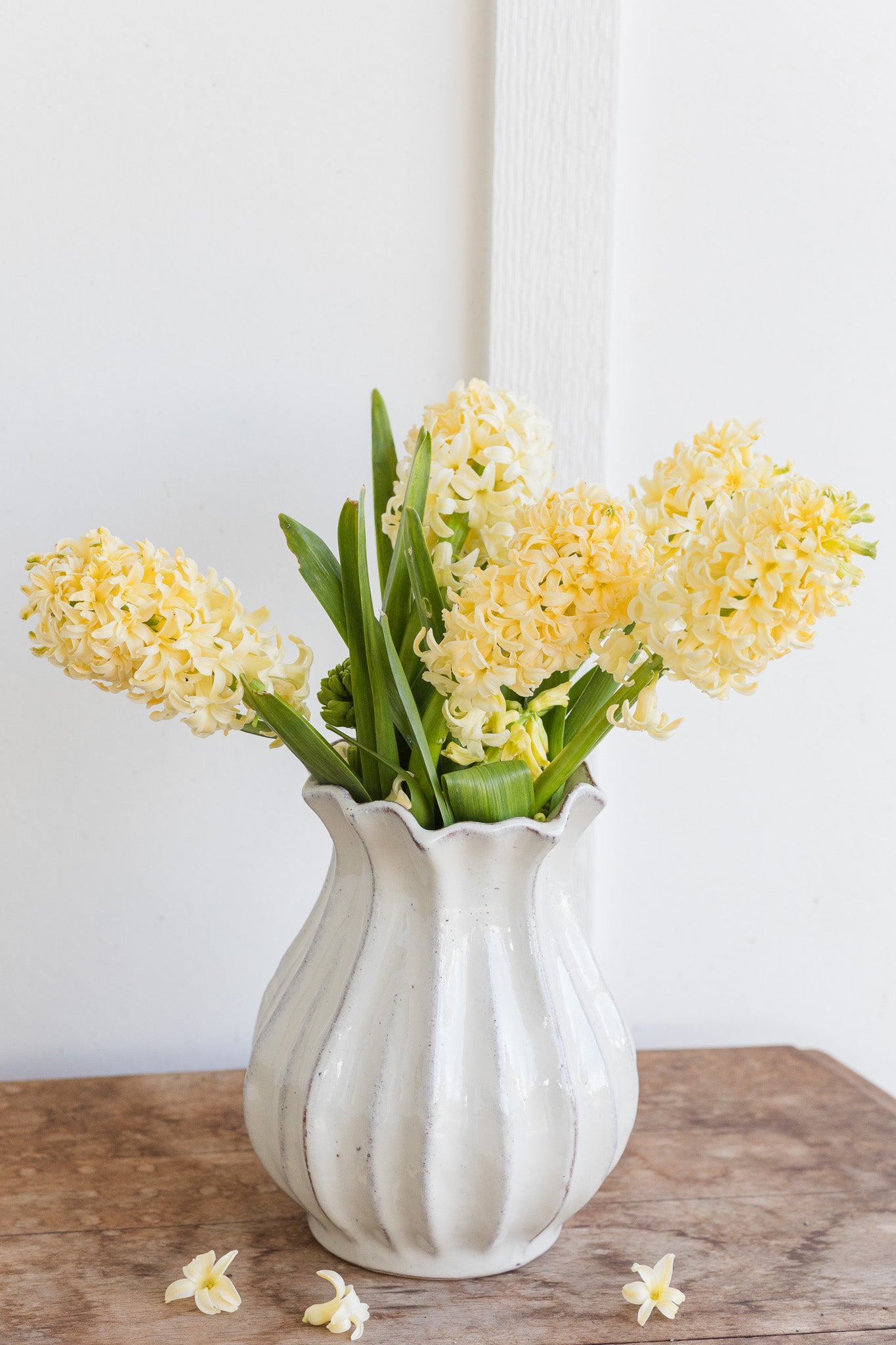 Hyacinth City of Haarlem
